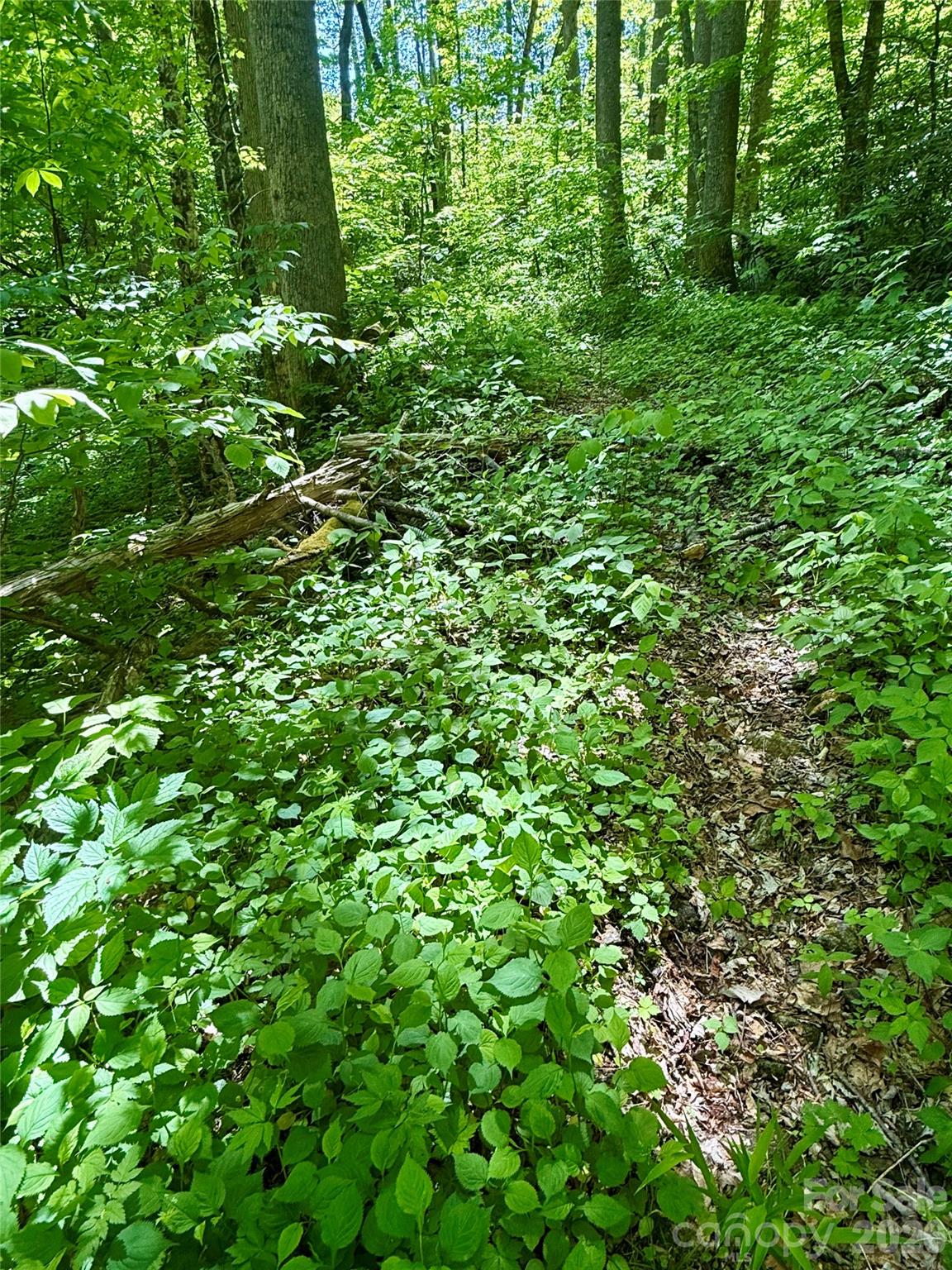 Tbd Highway 107 None Lot 1 Property Photo 4