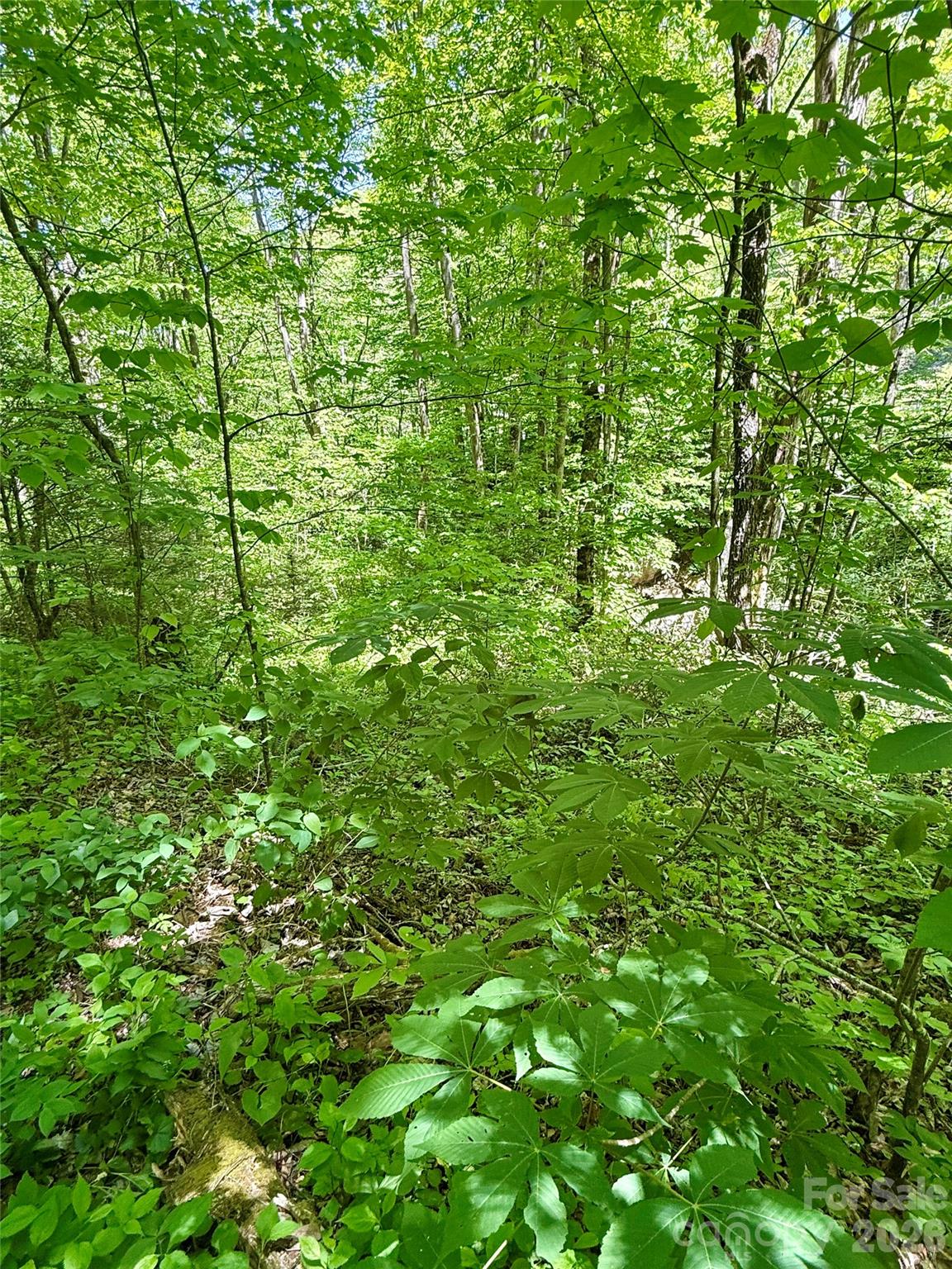Tbd Highway 107 None Lot 1 Property Photo 11