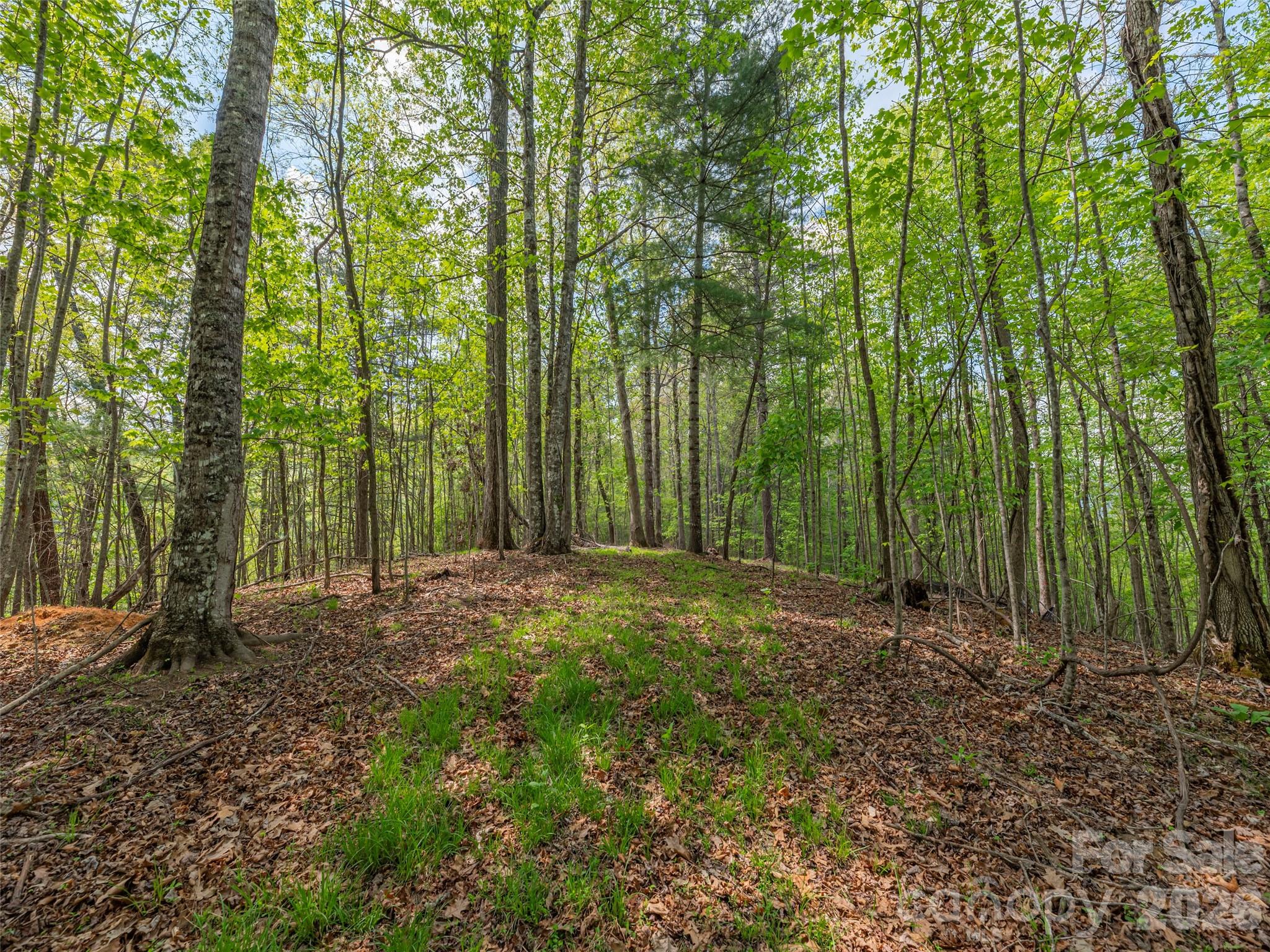 000 Caney Fork Road Property Photo 6