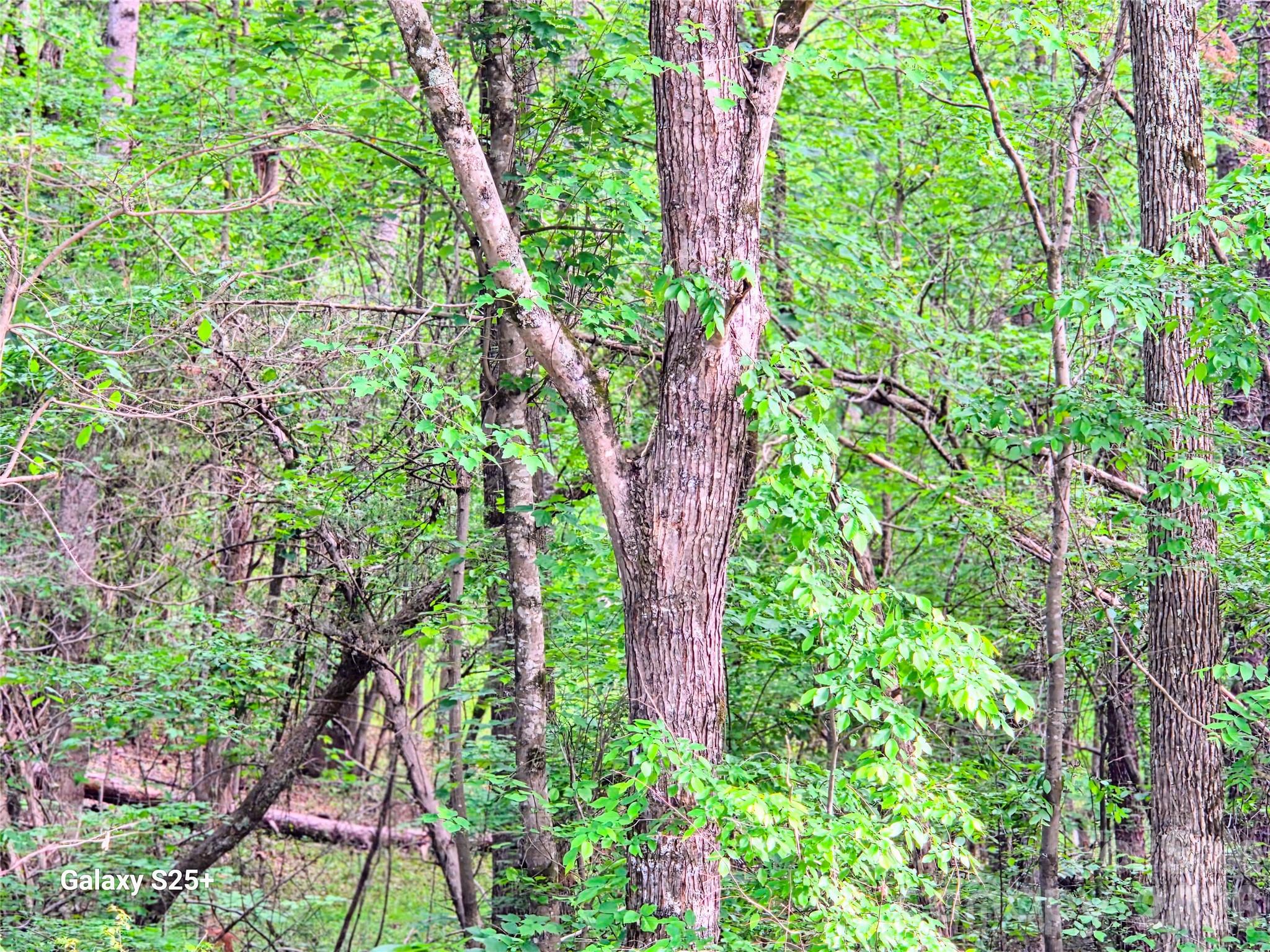 Vac Stony Gap Road Property Photo 7