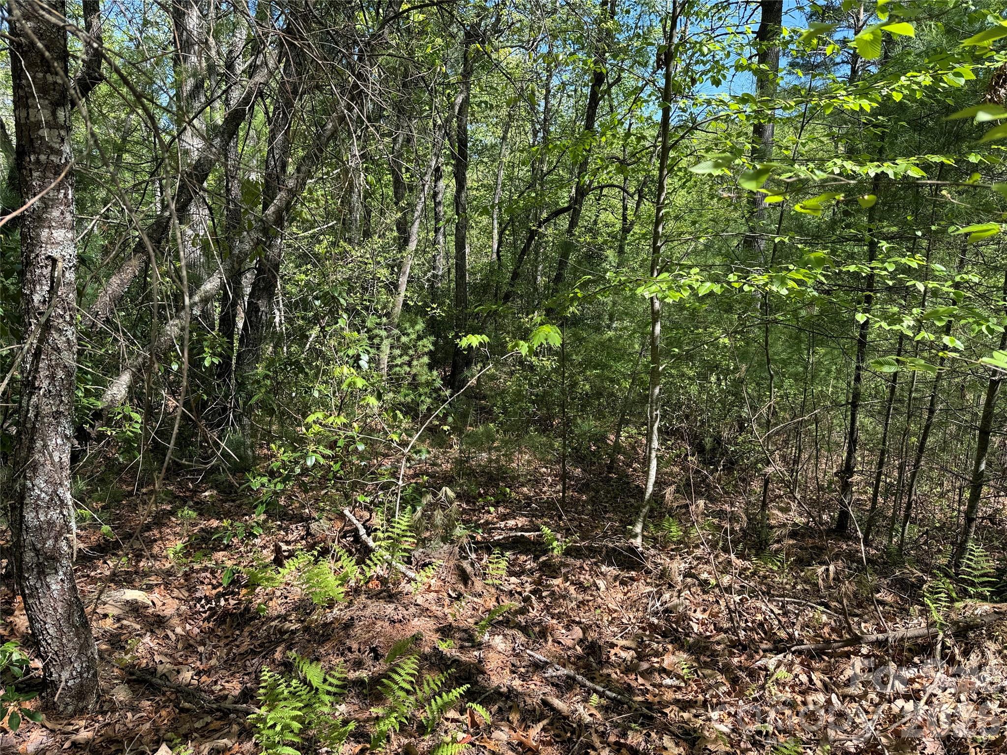 Tbd Staghorn Road 160 & 161 Property Photo 12