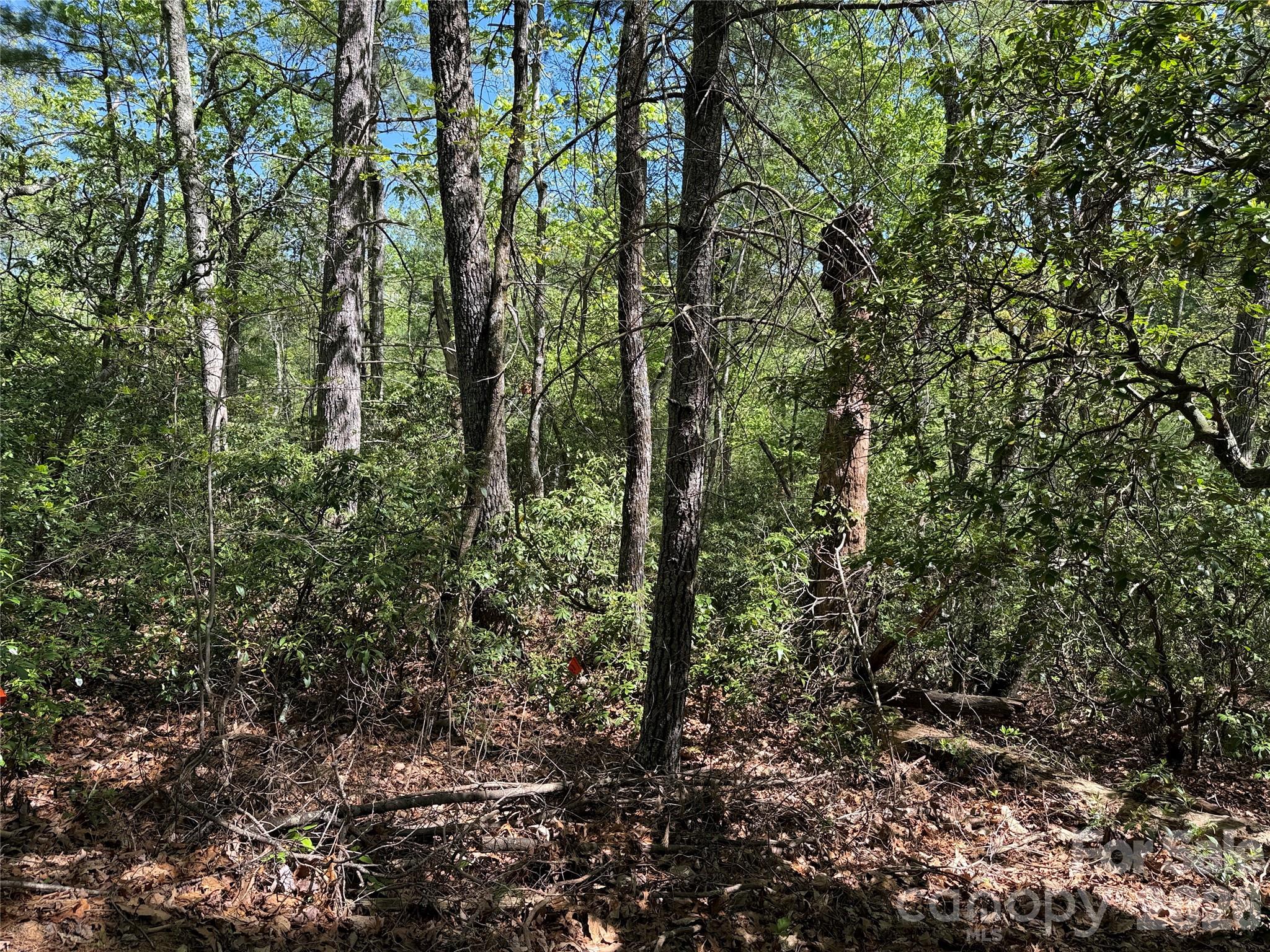Tbd Staghorn Road 160 & 161 Property Photo 19