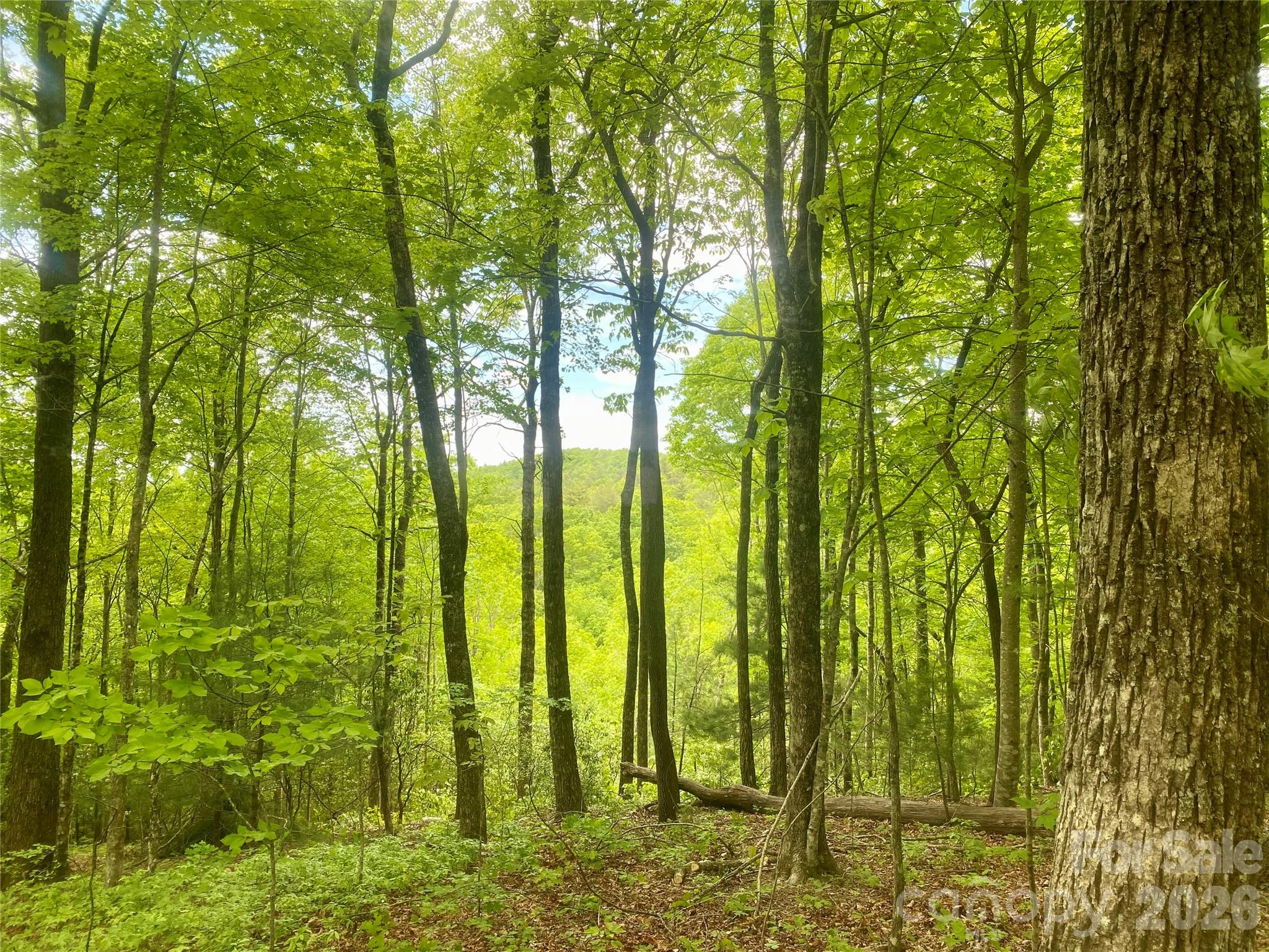 Tbd Diamond Creek Road Property Photo 6