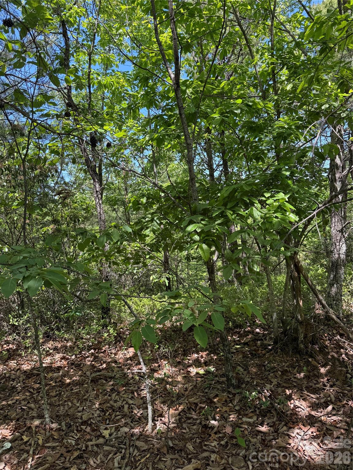 105 Scouts Trail 105 Property Photo 15