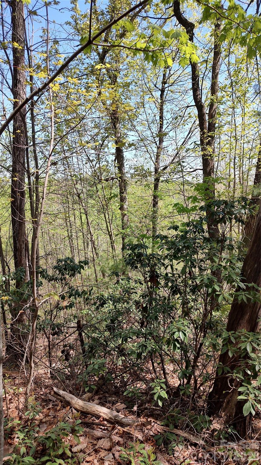 0 Staghorn Road Property Photo 4
