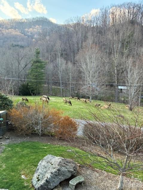 361 Black Camp Gap Road Property Photo 42