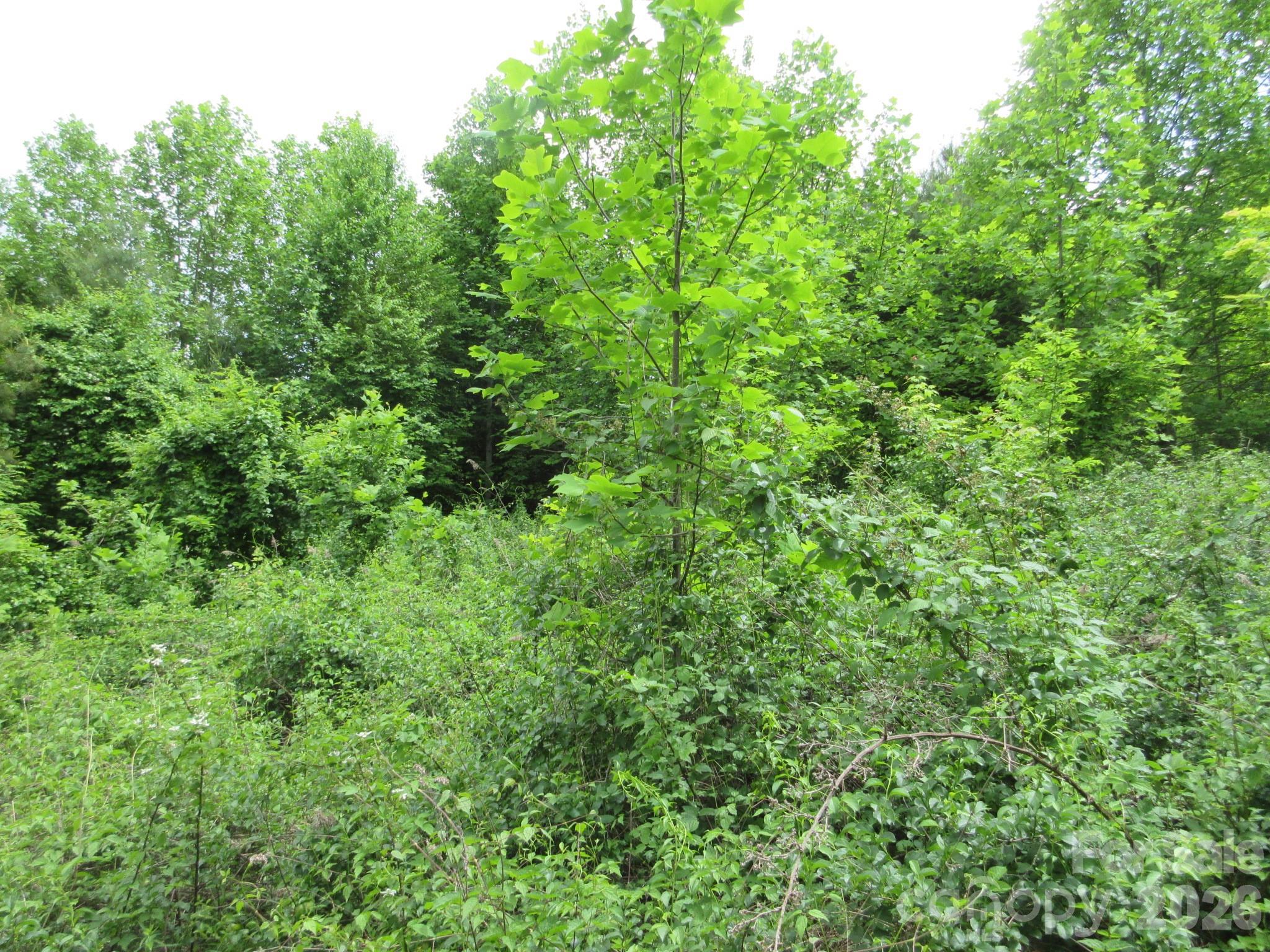 0 Rocky Top Trail 4 Property Photo 14