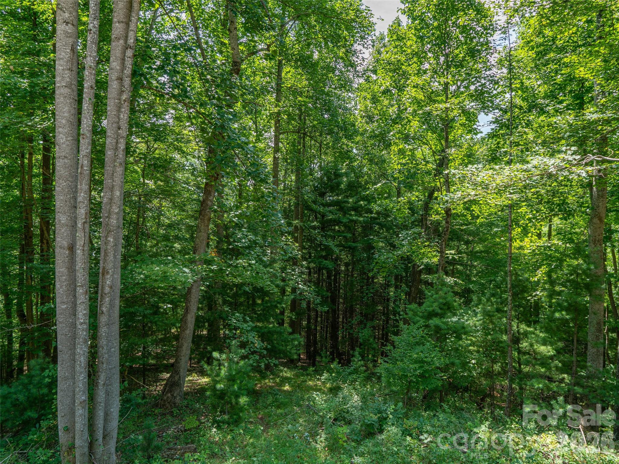 000 Locust Rough Mountain Road Lots 5 & 6 Property Photo 17