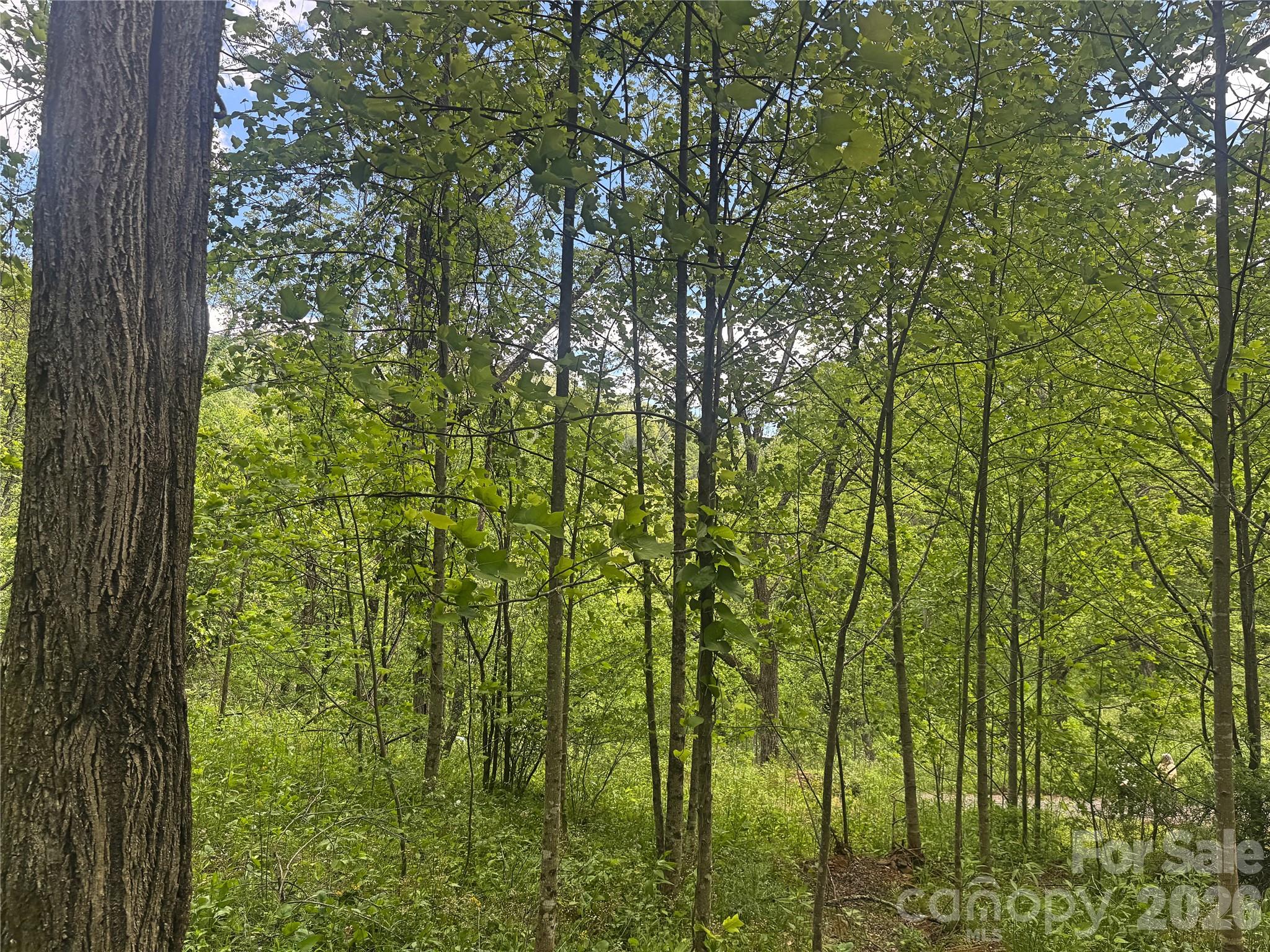 V/l Wolf Crossing Property Photo 5