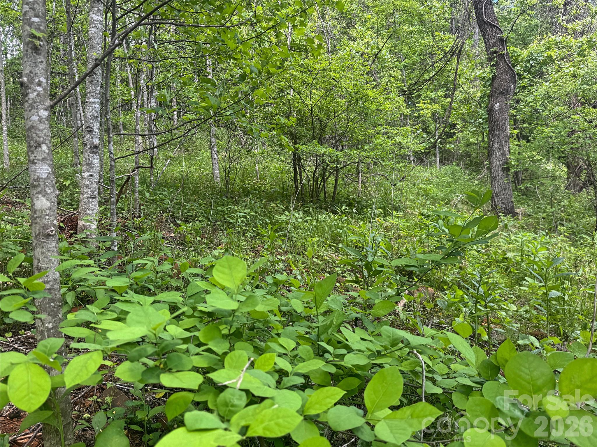 V/l Wolf Crossing Property Photo 7