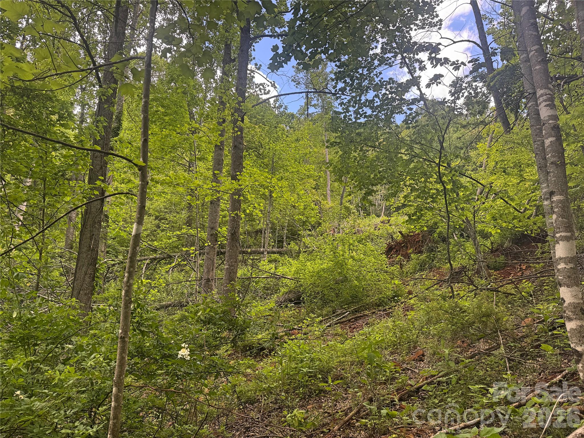 V/l Wolf Crossing Property Photo 8