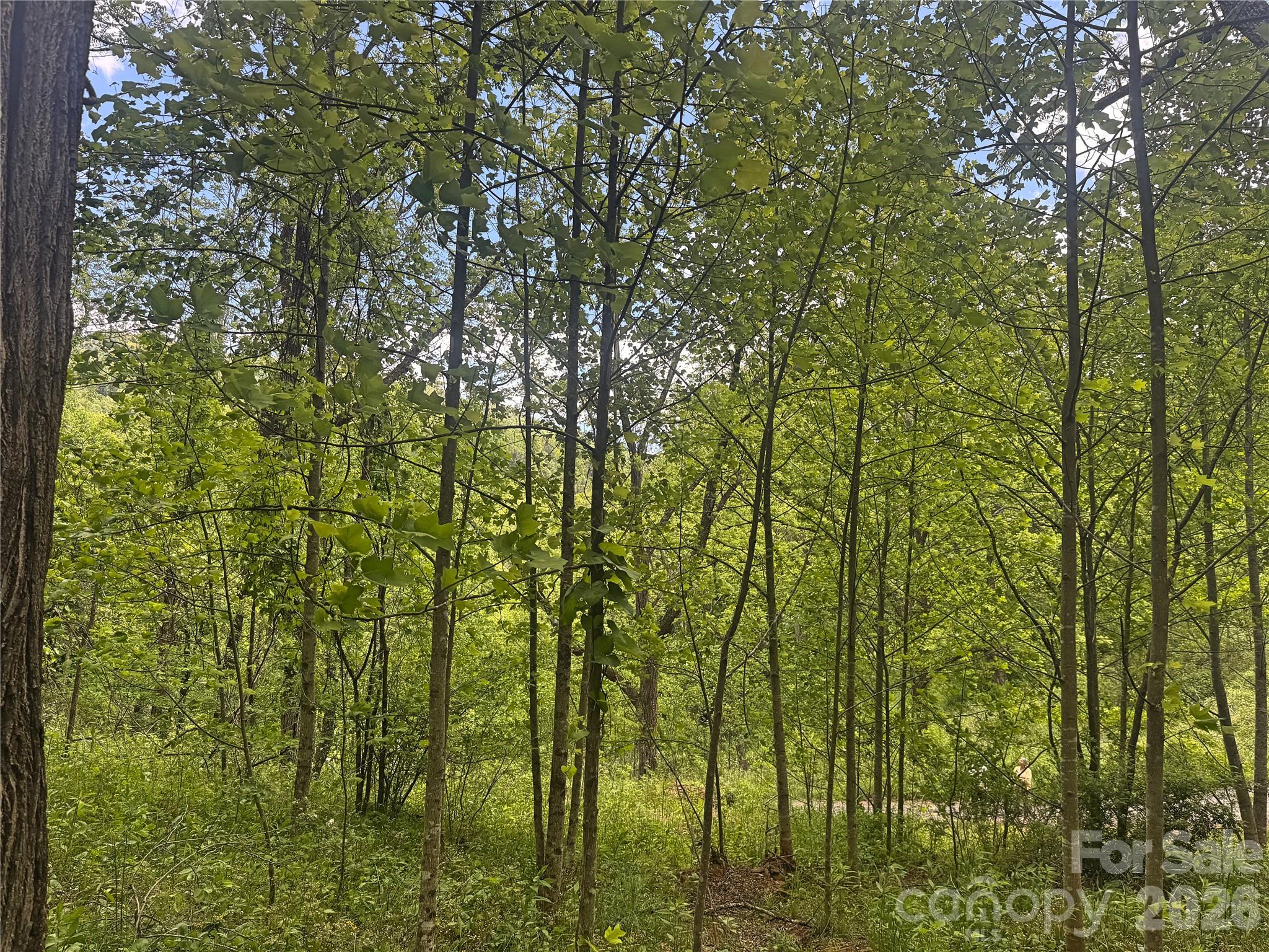 V/l Wolf Crossing Property Photo 11