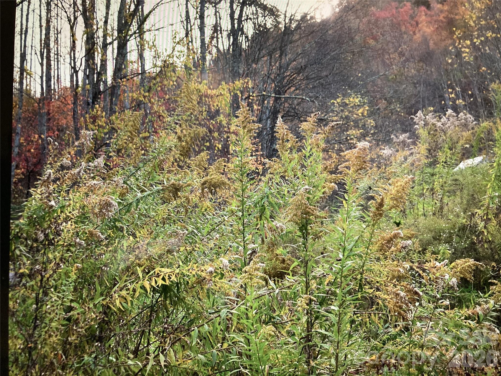Tbd Prices Creek Road Property Photo 5