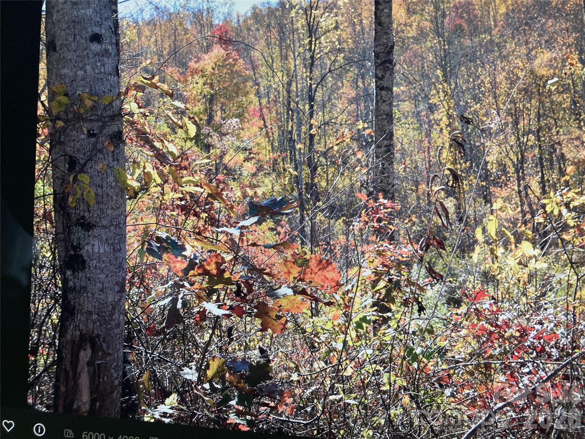 Tbd Prices Creek Road Property Photo 11