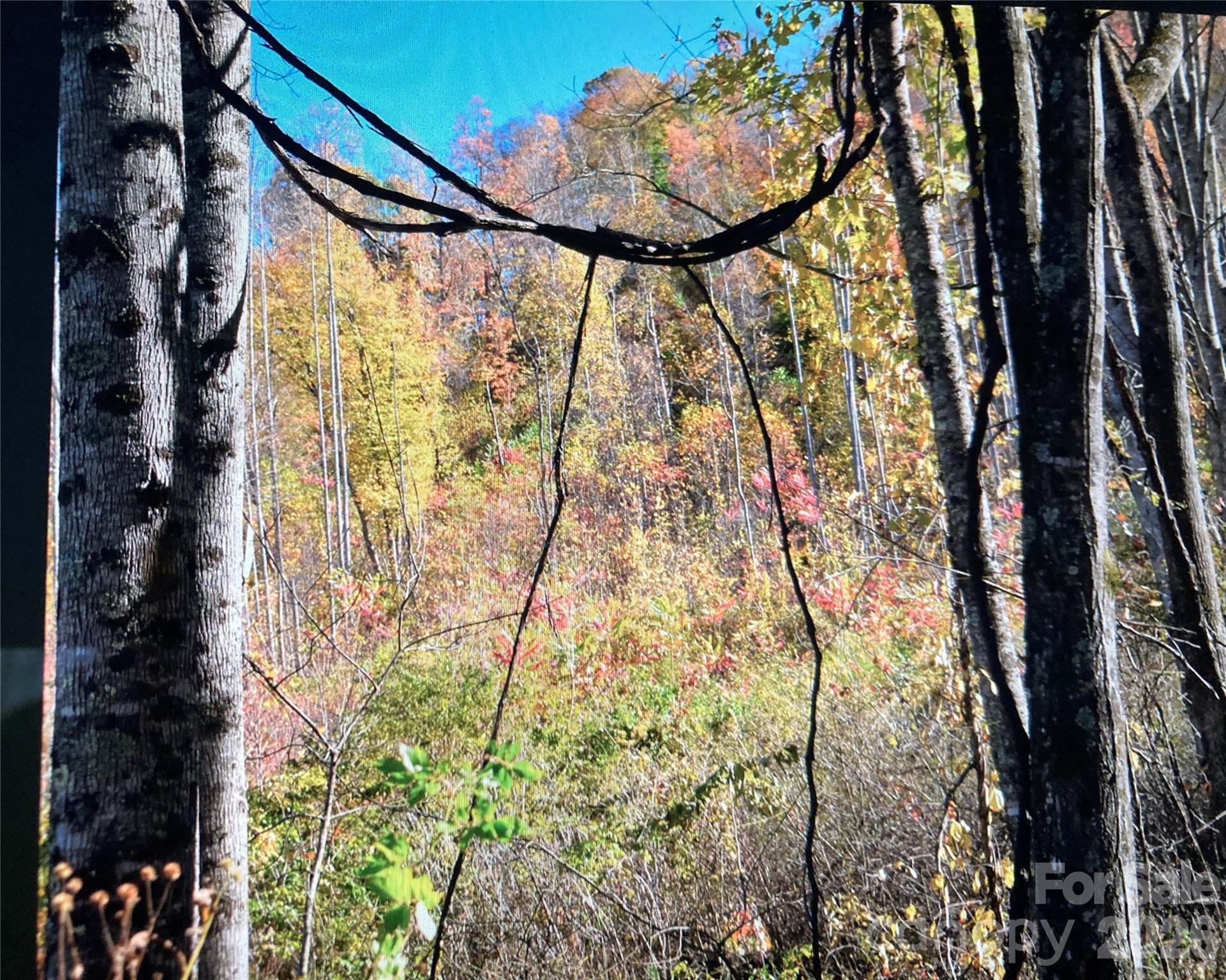 Tbd Prices Creek Road Property Photo 12