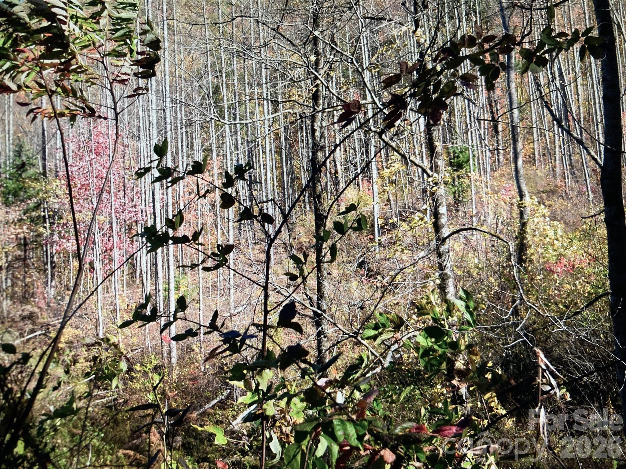 Tbd Prices Creek Road Property Photo 13