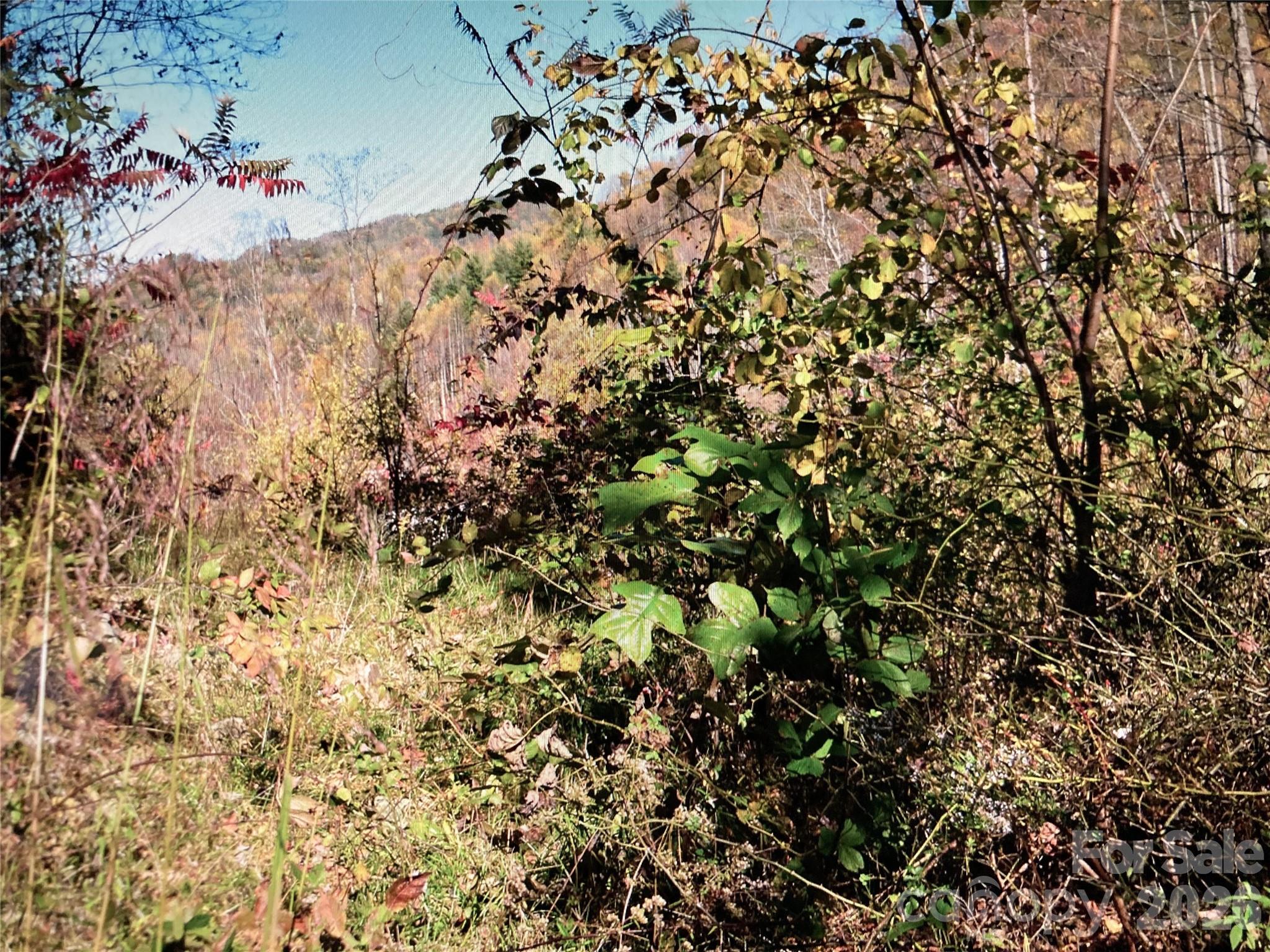 Tbd Prices Creek Road Property Photo 14