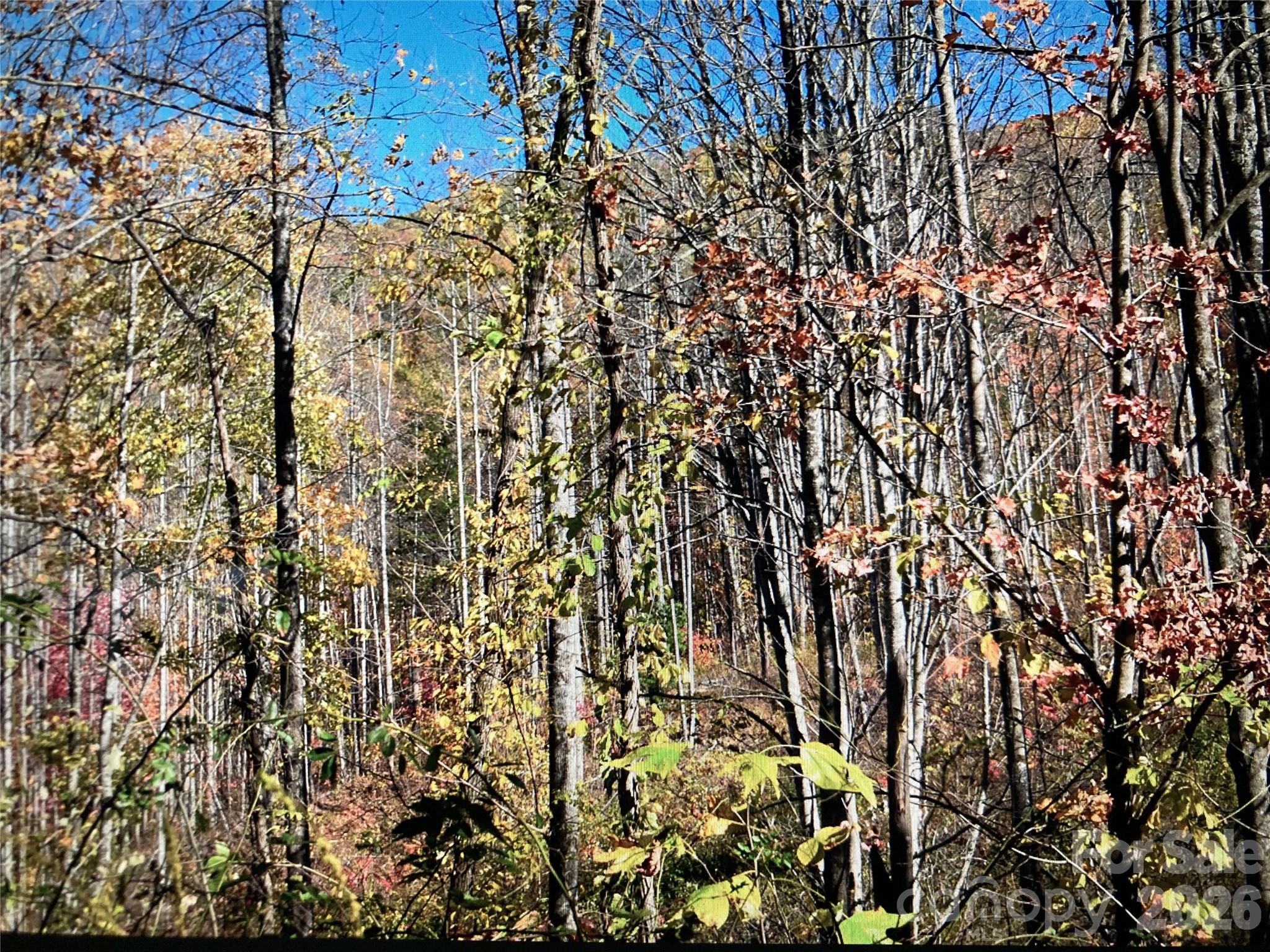 Tbd Prices Creek Road Property Photo 15