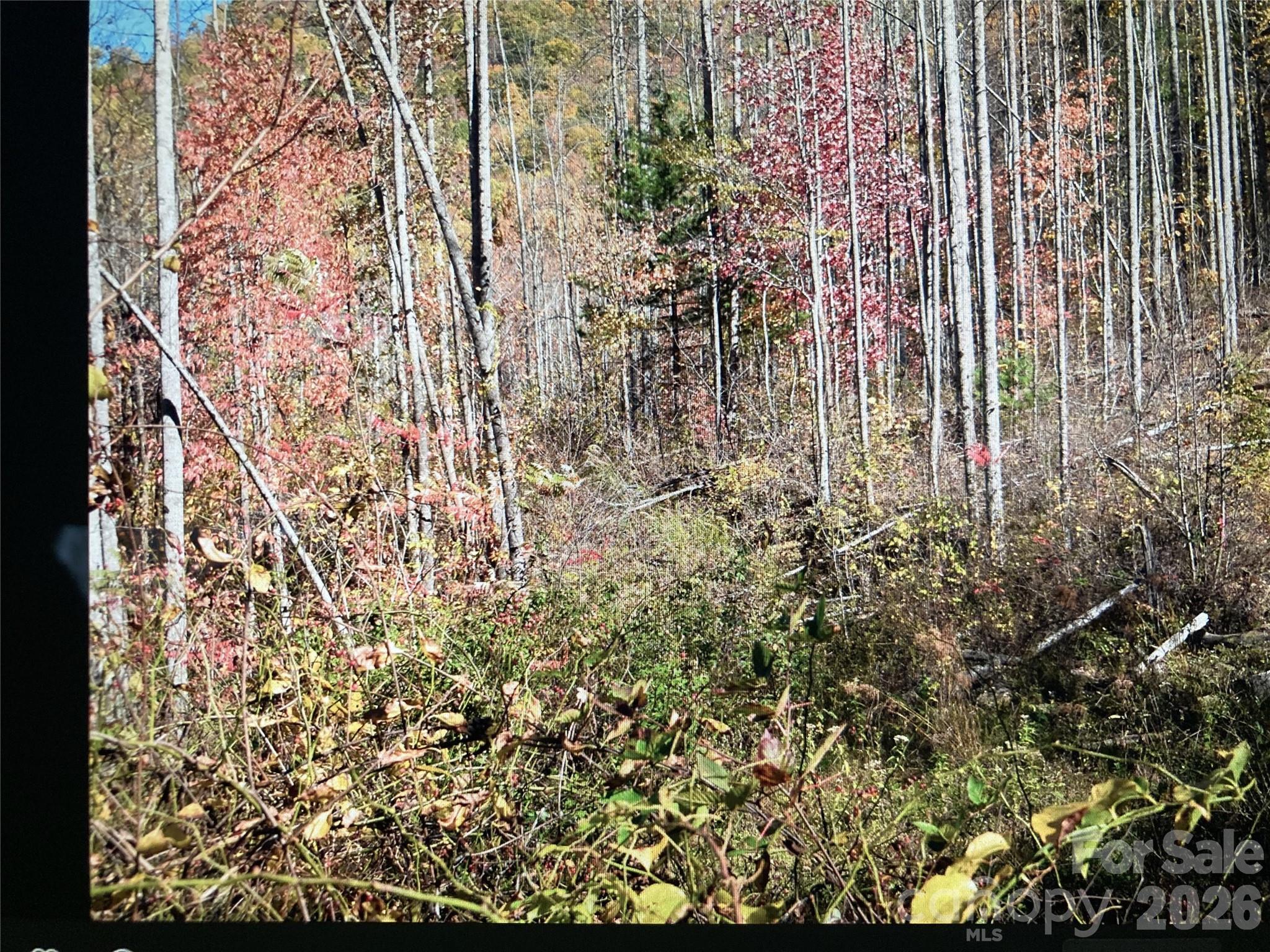 Tbd Prices Creek Road Property Photo 20