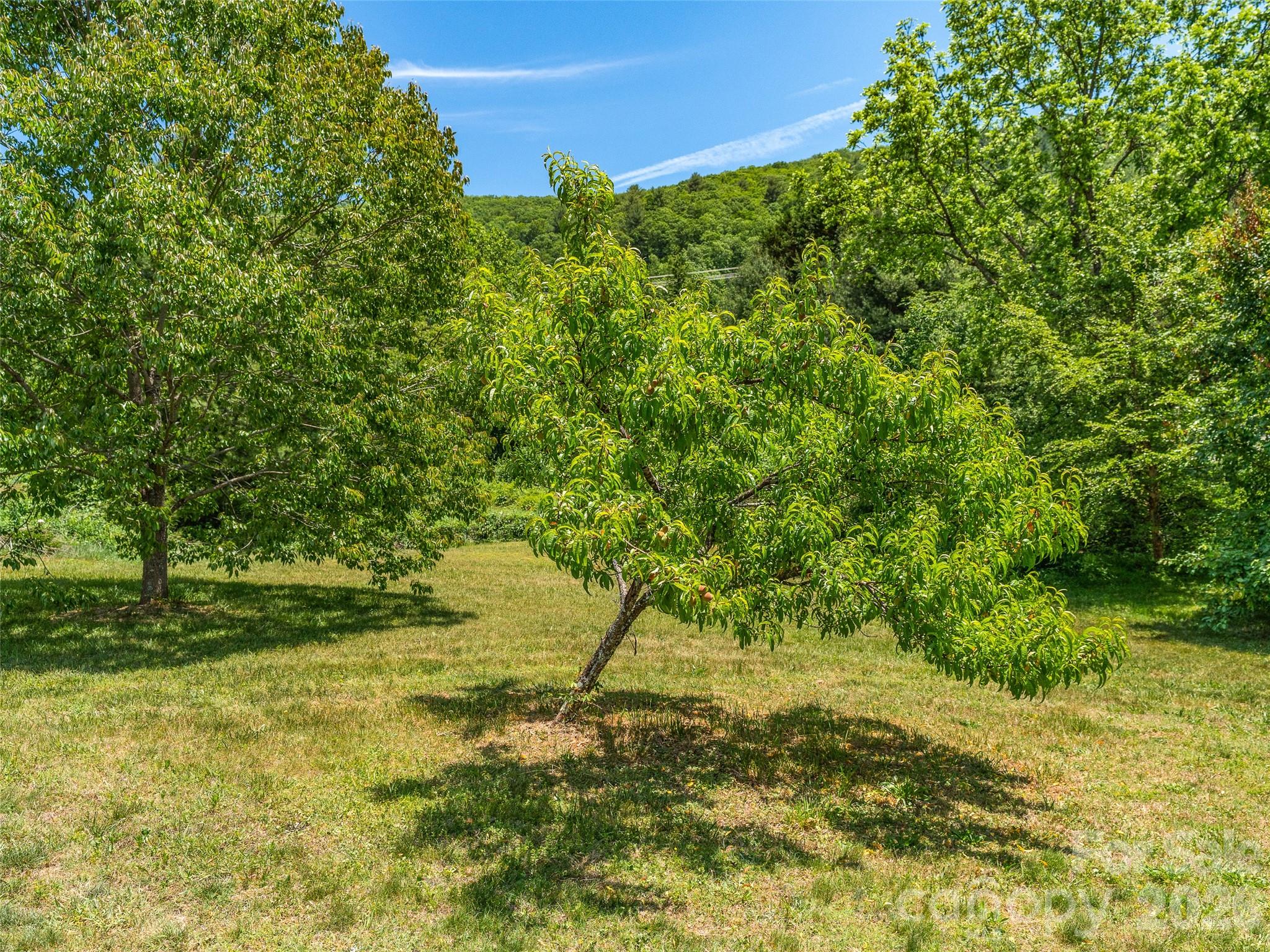 241 Pinners Cove Road Property Photo 28