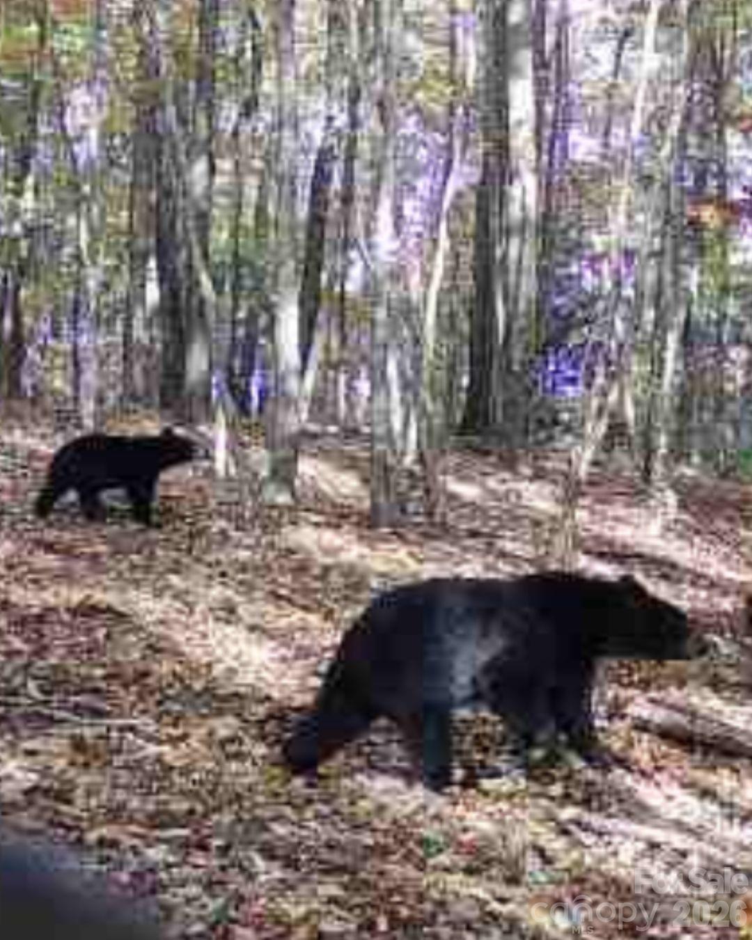 Tbd Boone Gap Lane Property Photo 4