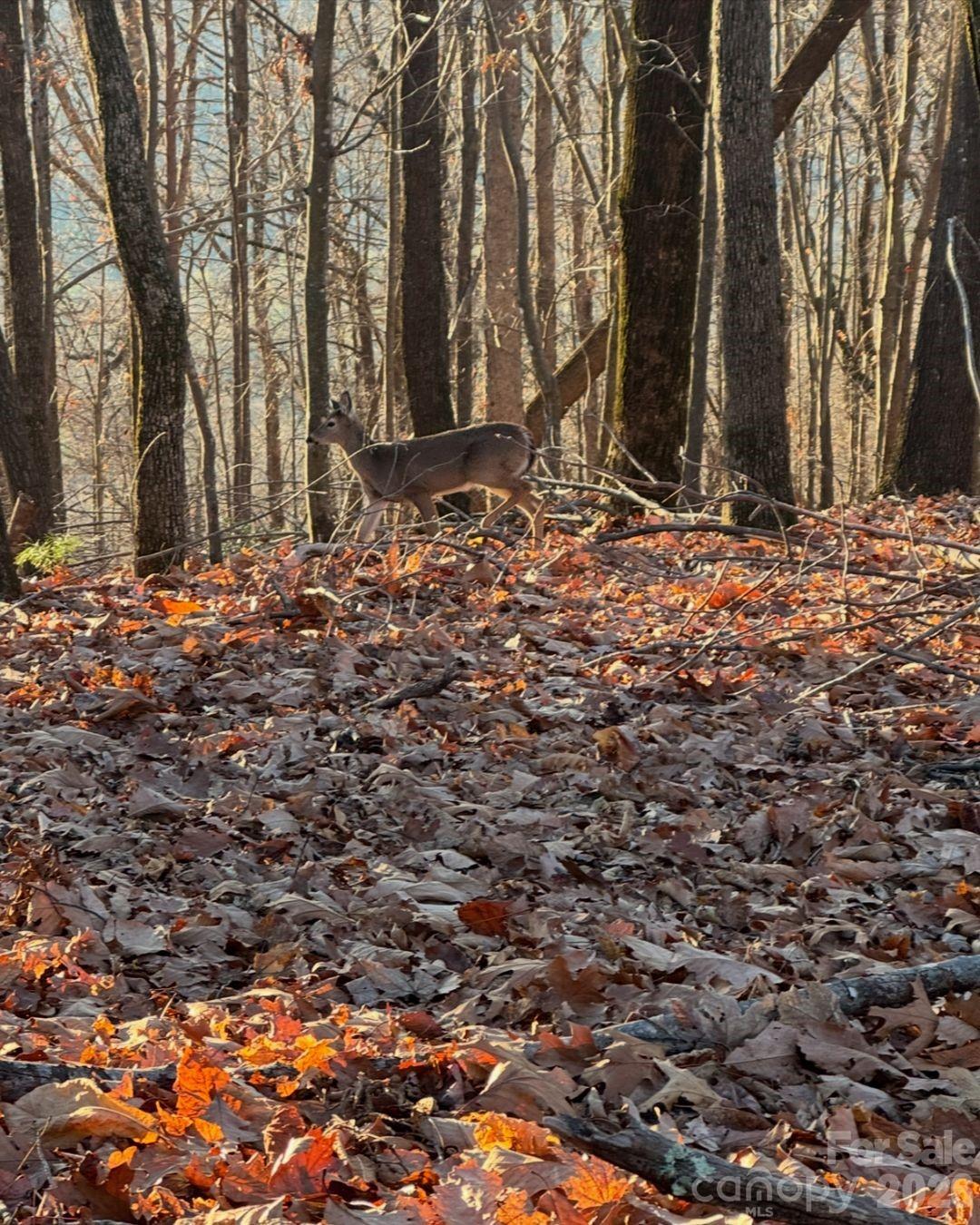 Tbd Boone Gap Lane Property Photo 9