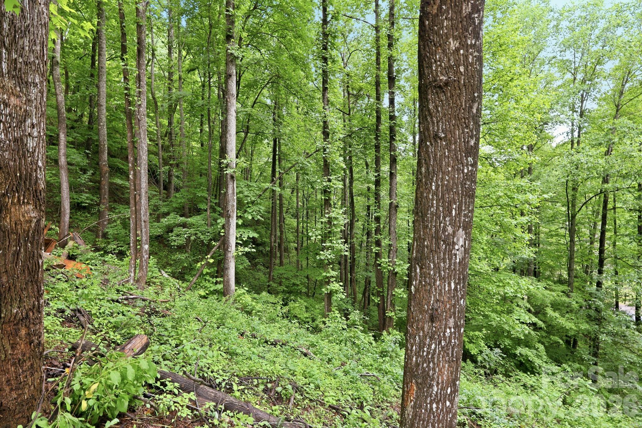 182 Saw Branch Road Property Photo 35