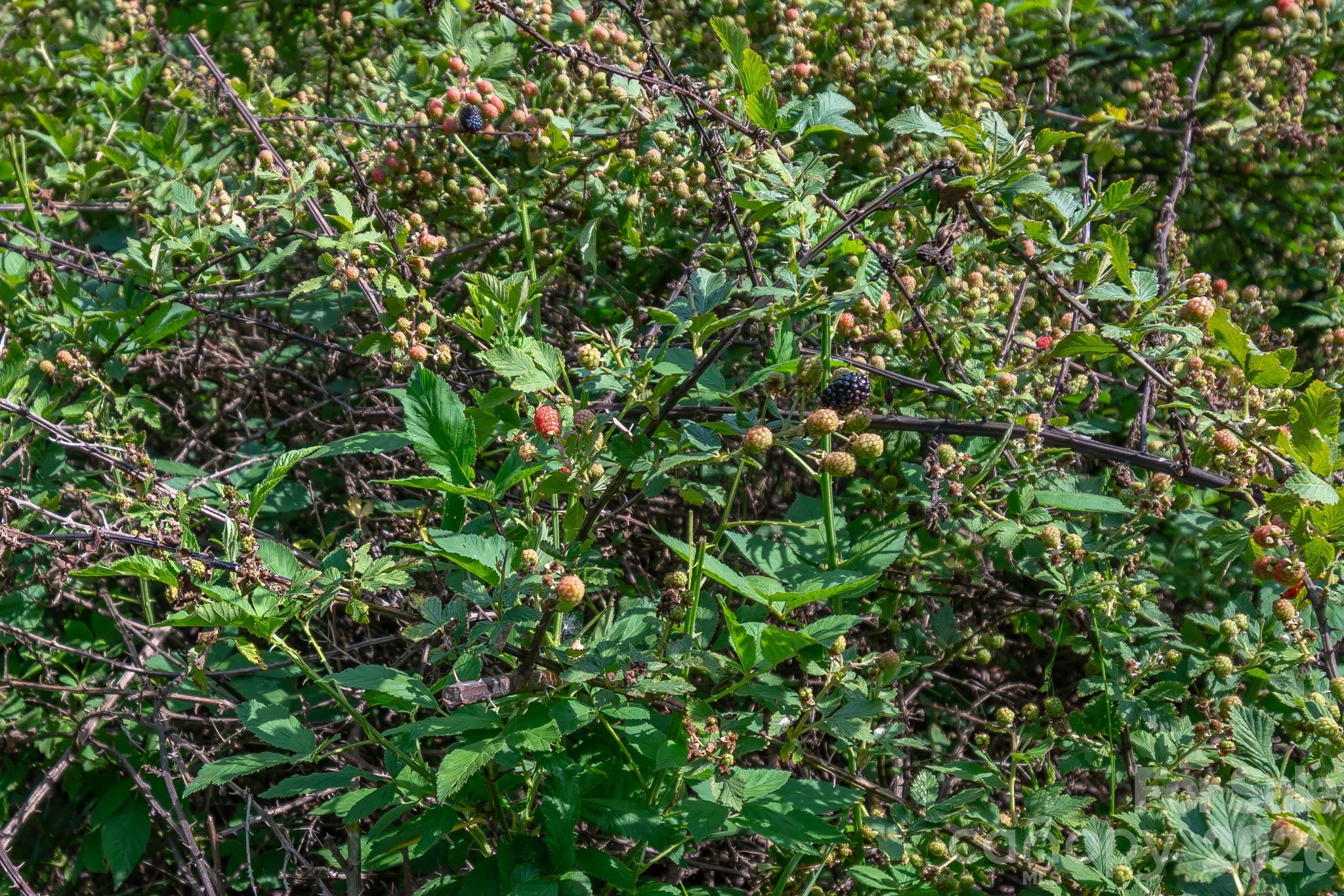 8706 Tirzah Church Road Property Photo 16