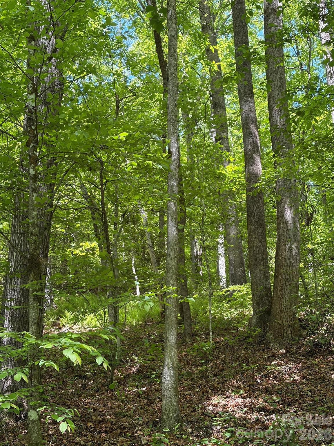 8186 Old Nc Highway 60 None 60 Property Photo 33
