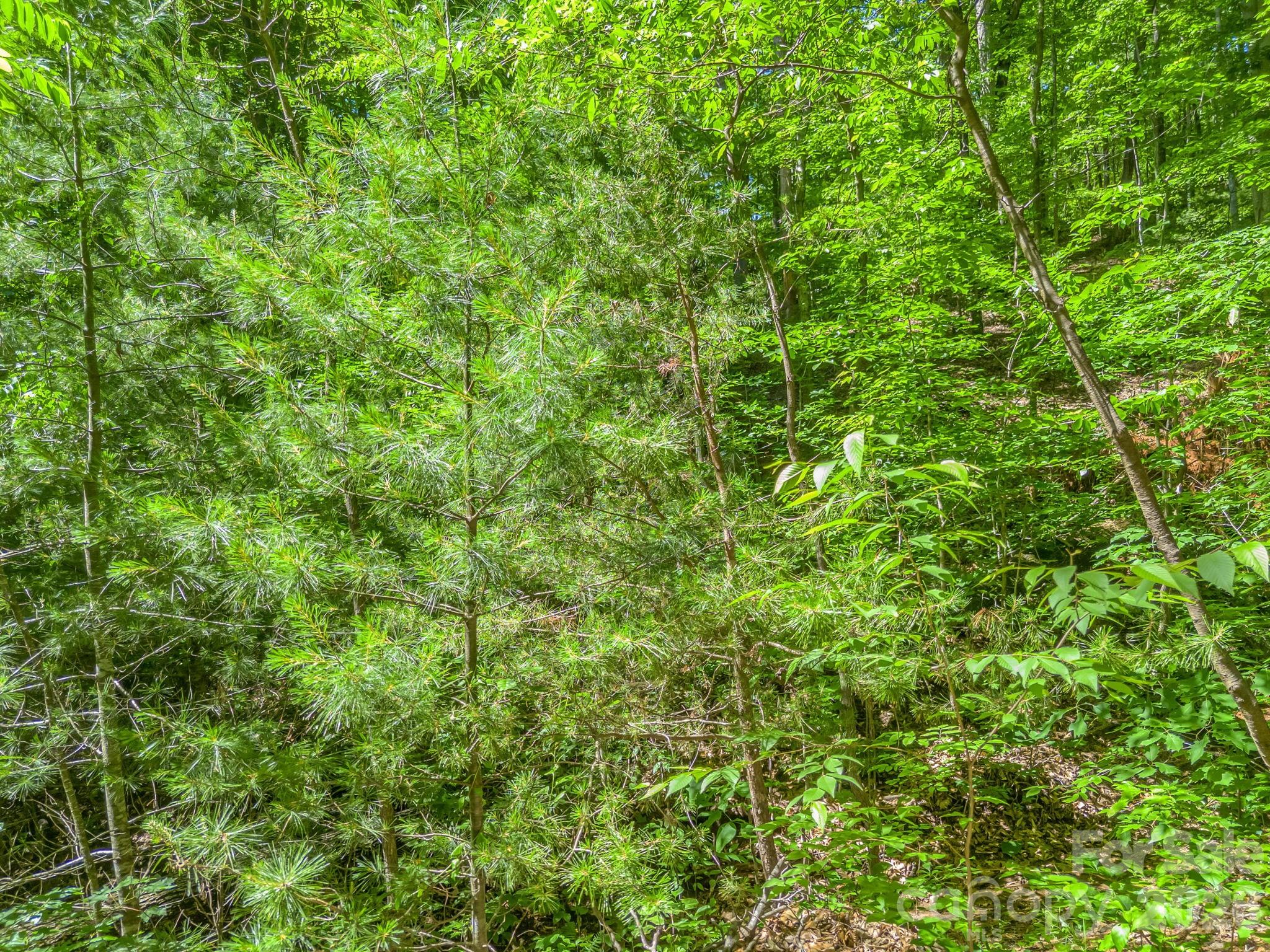 21 Wits End Trail Property Photo 21