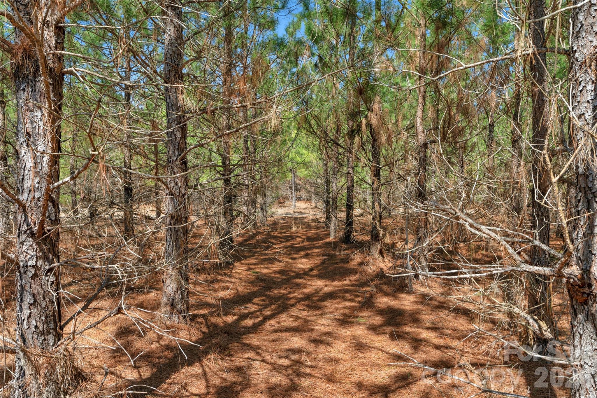 931 Charlie Johnson Road 7 Property Photo 21