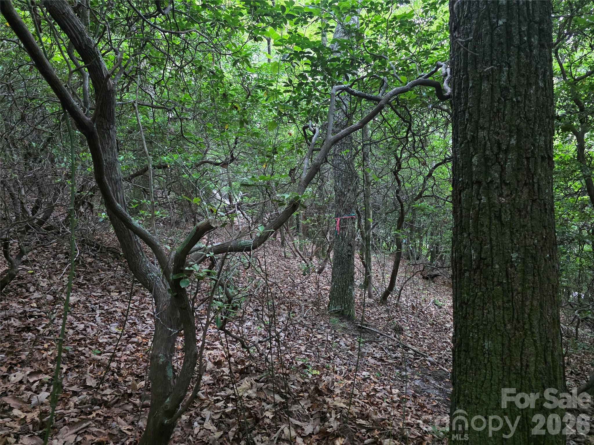 99999 Red Oak Forest Road 1418 Property Photo 7