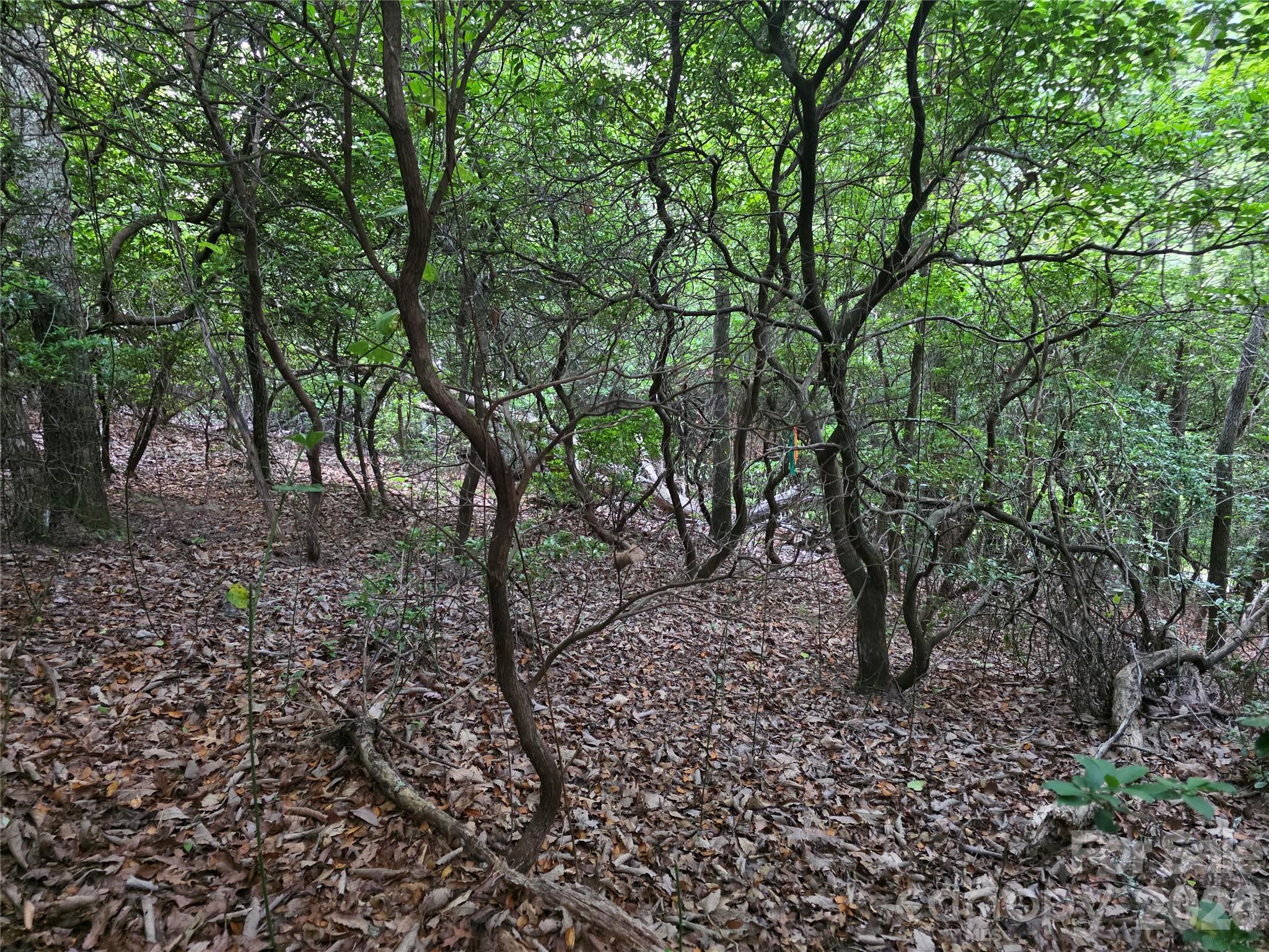 99999 Red Oak Forest Road 1418 Property Photo 8