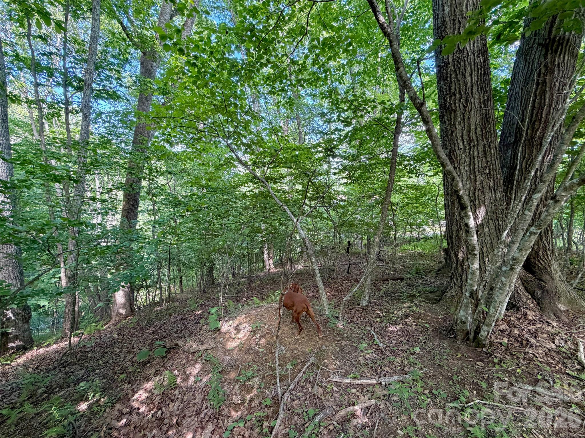Tbd Grandfather Watch Lane Property Photo 16
