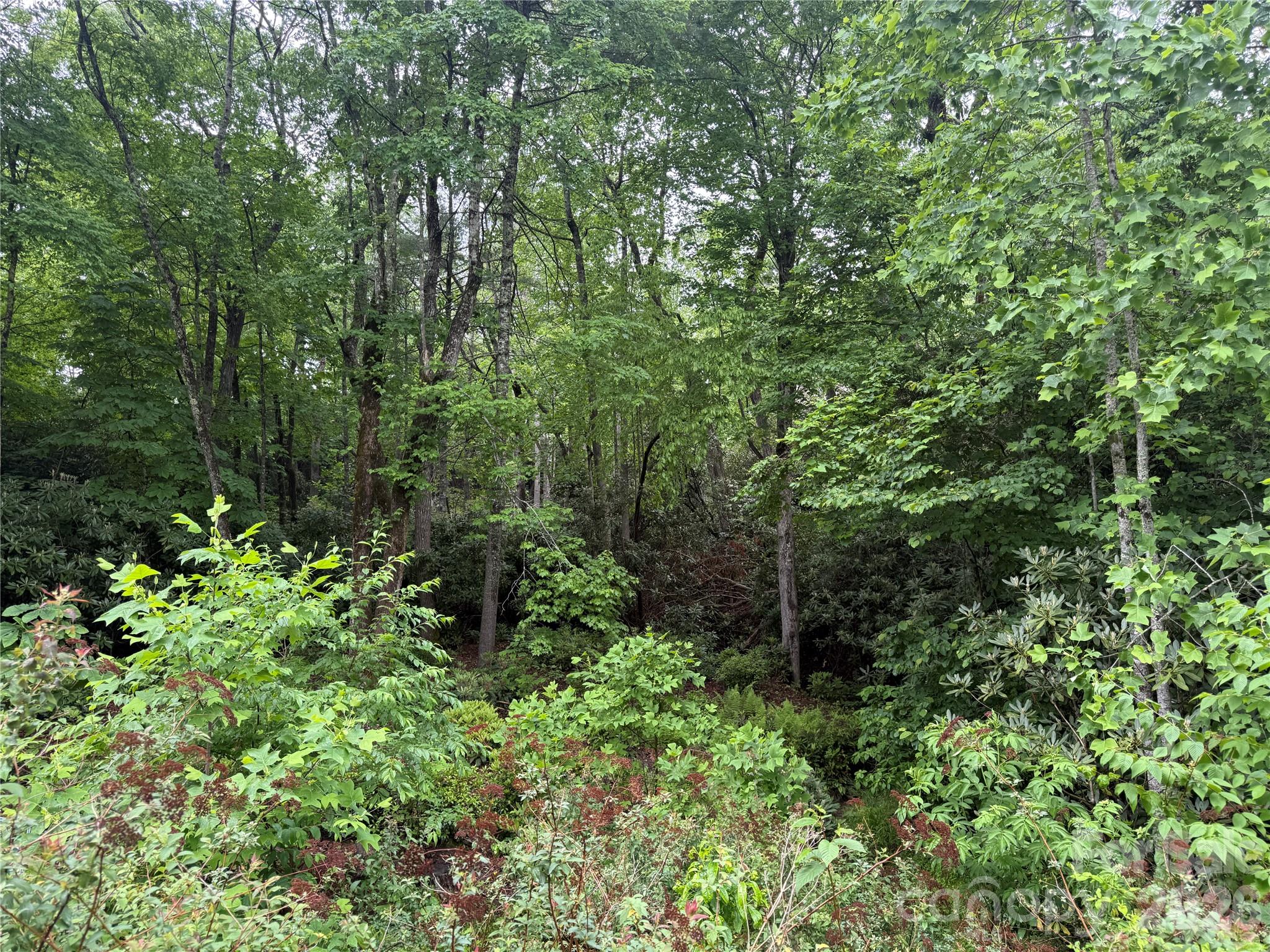 Tbd Dogwood Trail Property Photo 11