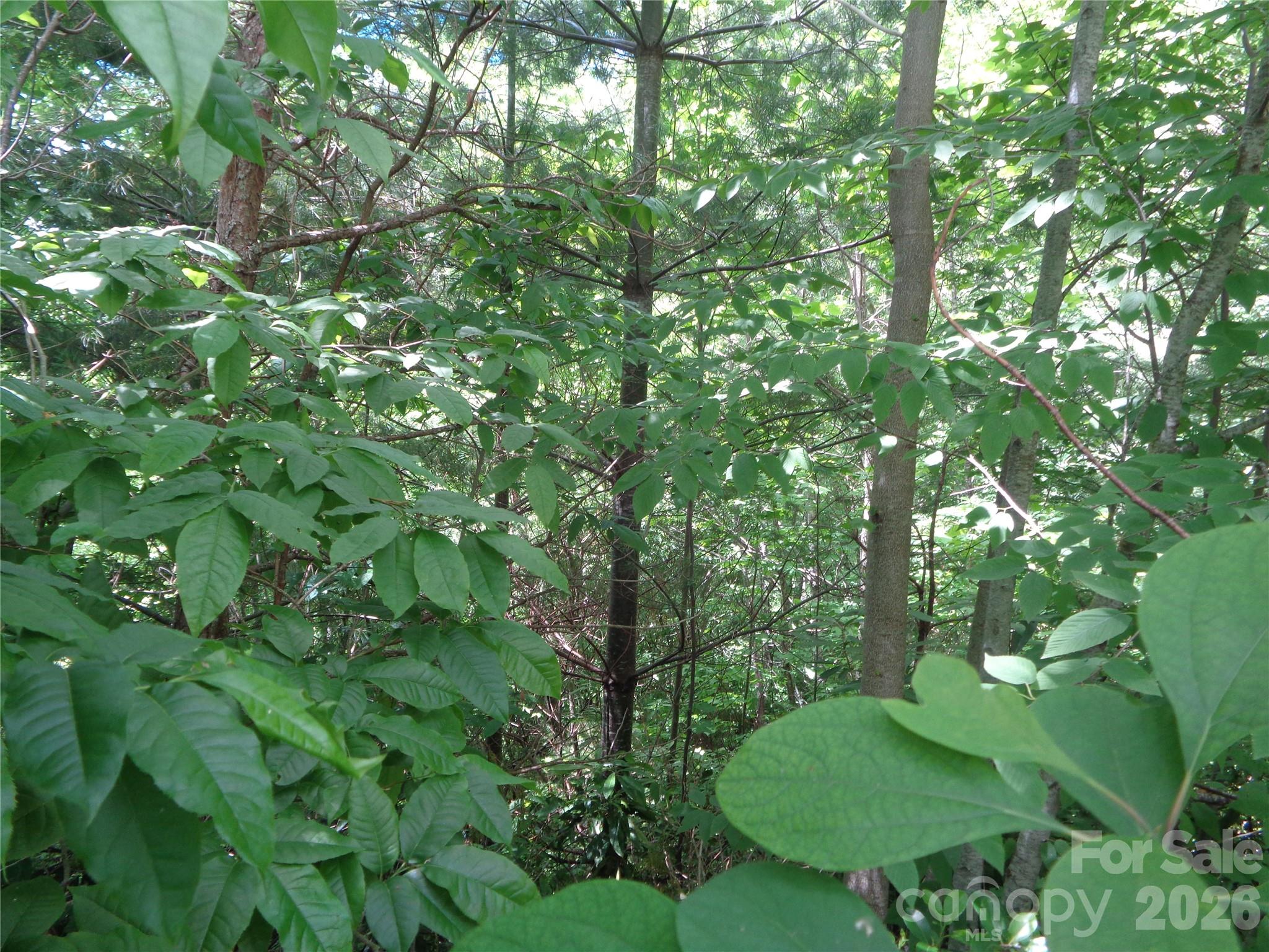 Lot 6 Peaks Creek Trail Property Photo 2