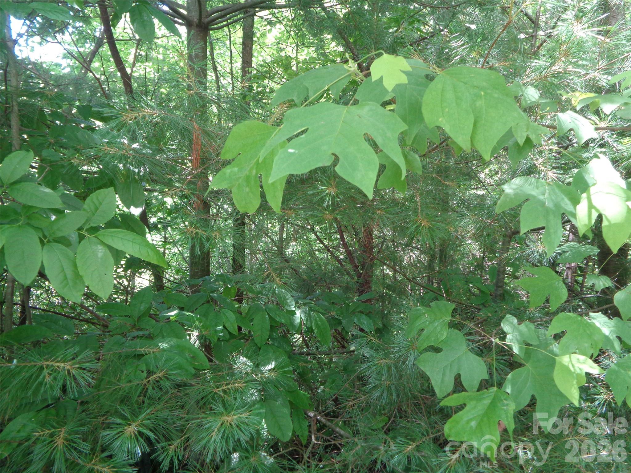 Lot 6 Peaks Creek Trail Property Photo 3