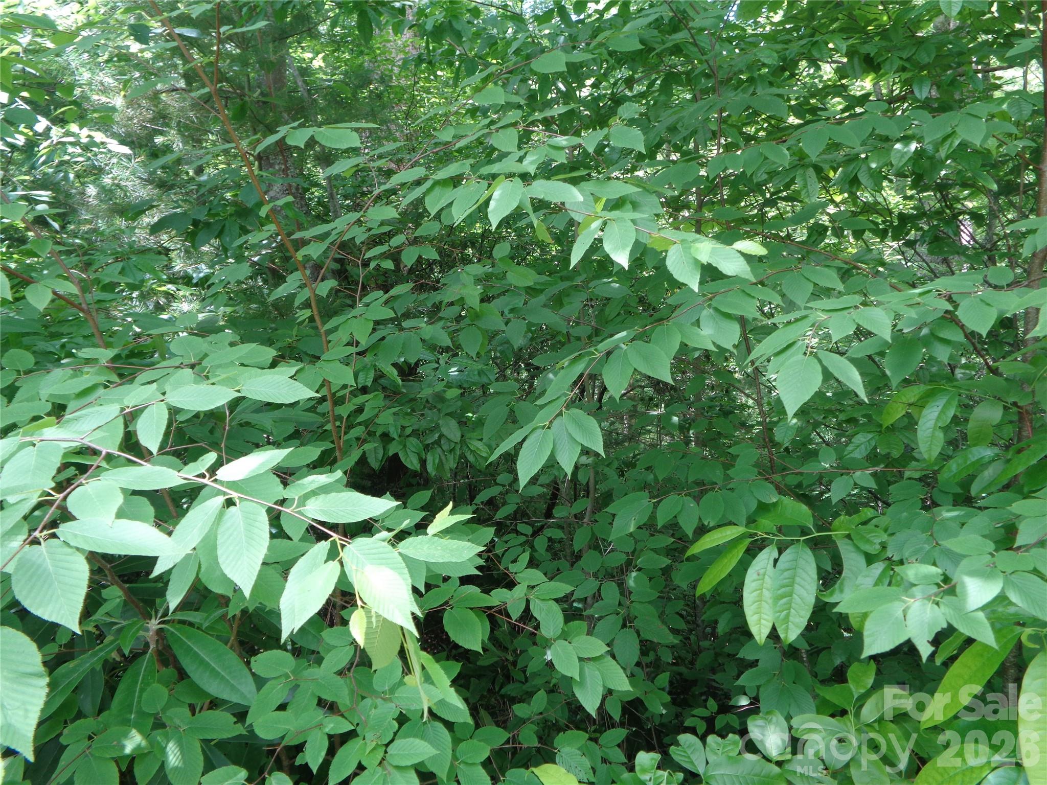 Lot 6 Peaks Creek Trail Property Photo 4