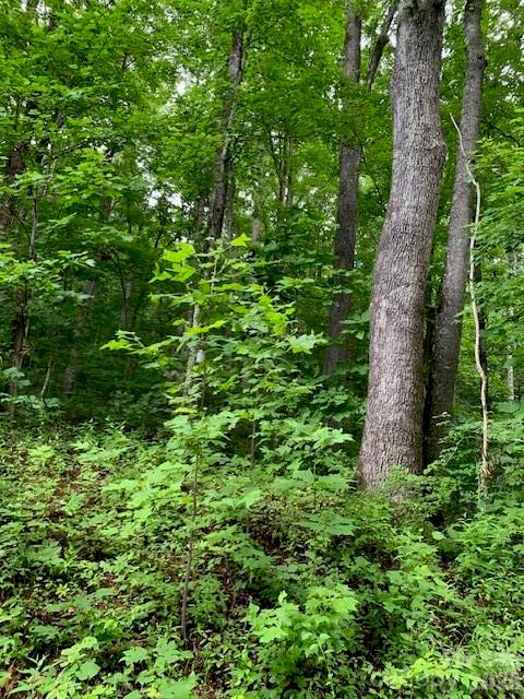 Tbd Whitewater Cove Property Photo 11