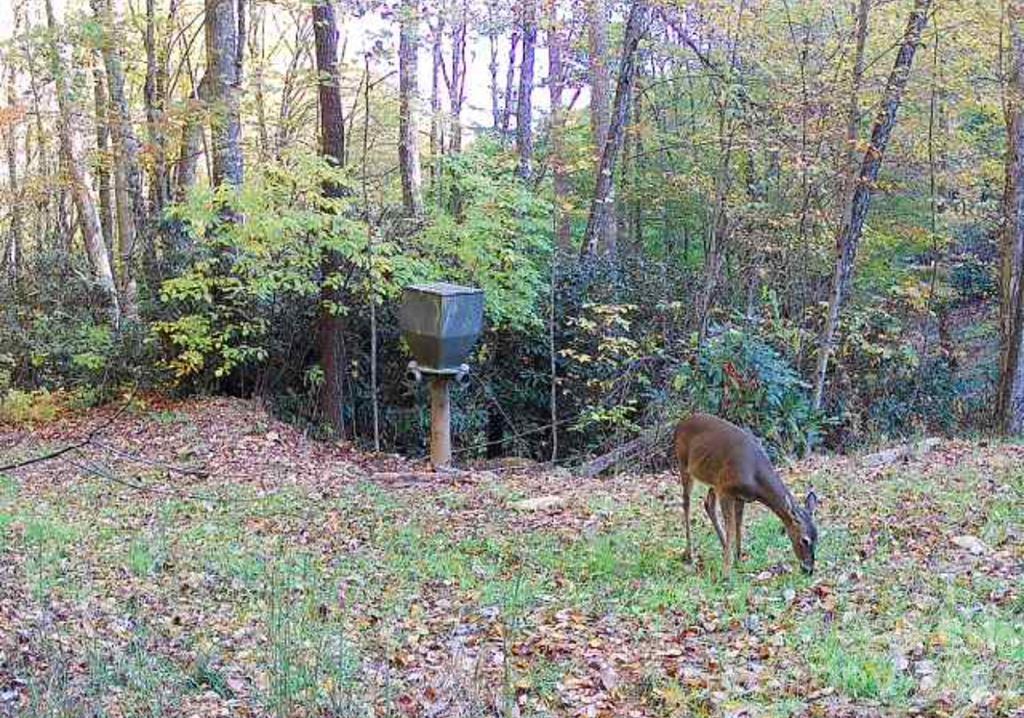 Lot 7 Copperhead Cove Property Photo 10