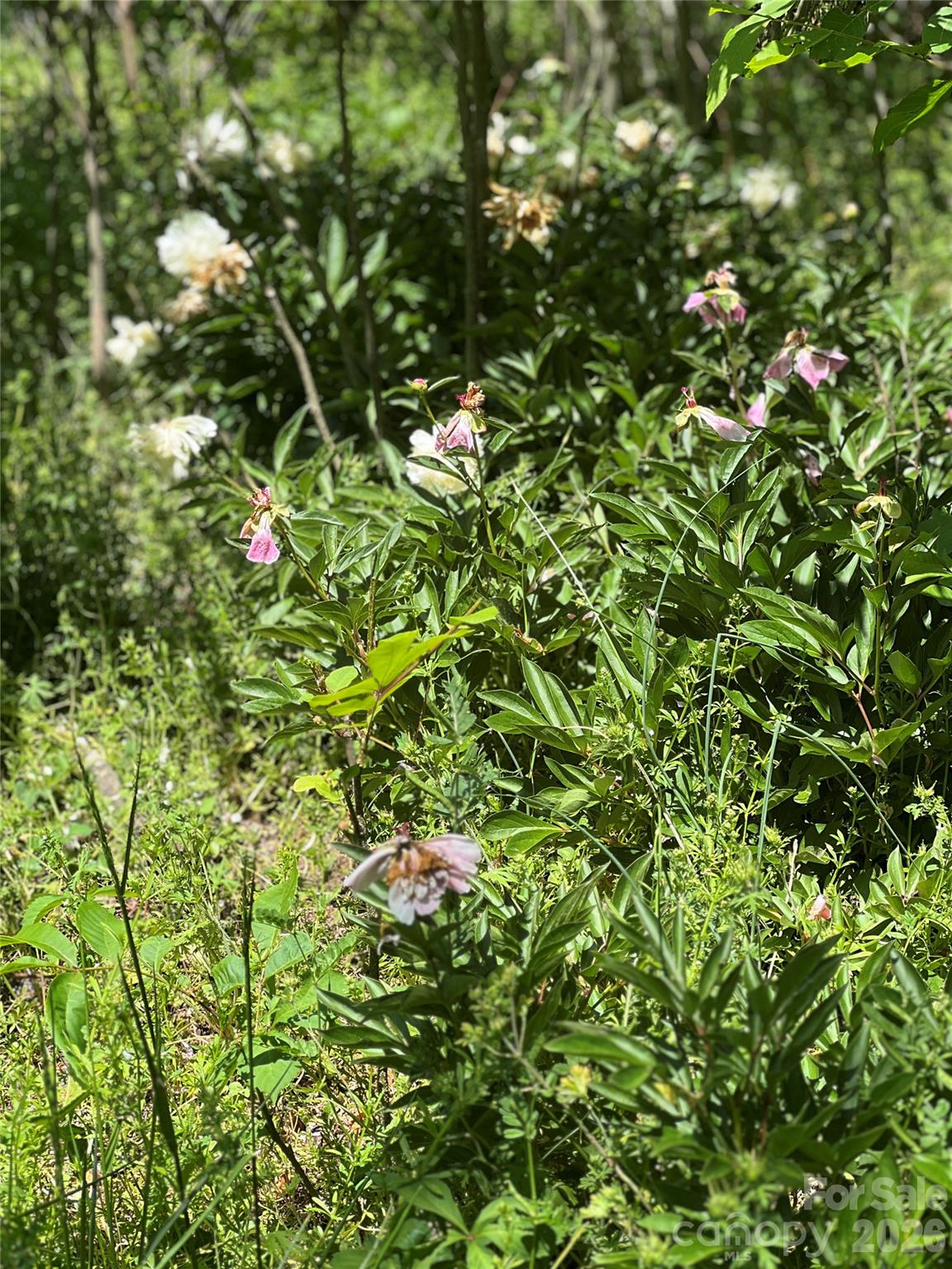 3393 Anderson Mountain Road Property Photo 6