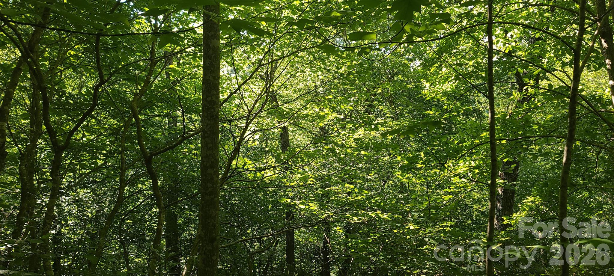 Lot# 19 Mill Creek Road Property Photo 6