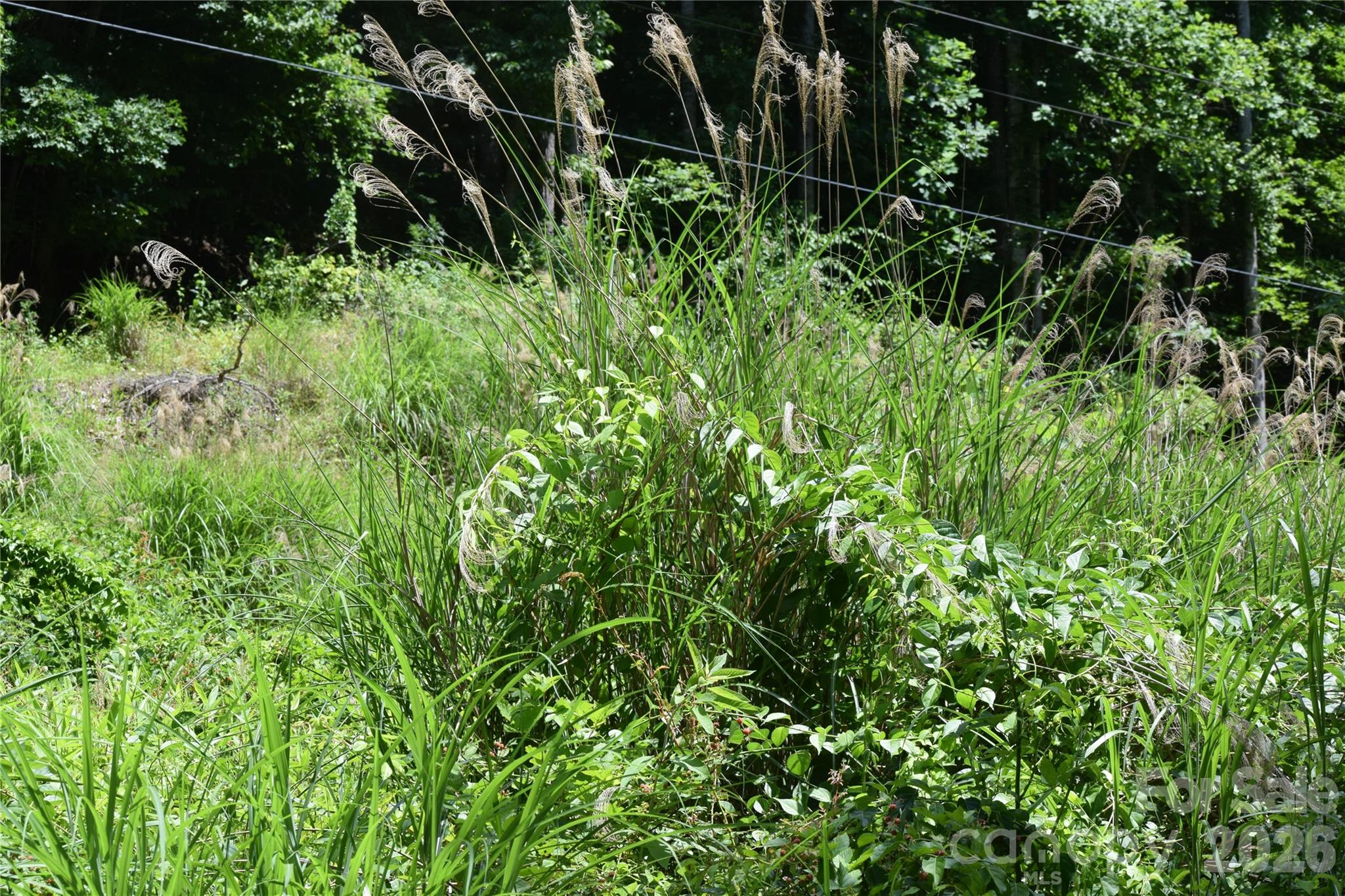 Tbd Wooded Mountain Trail Tract 2 Property Photo 7