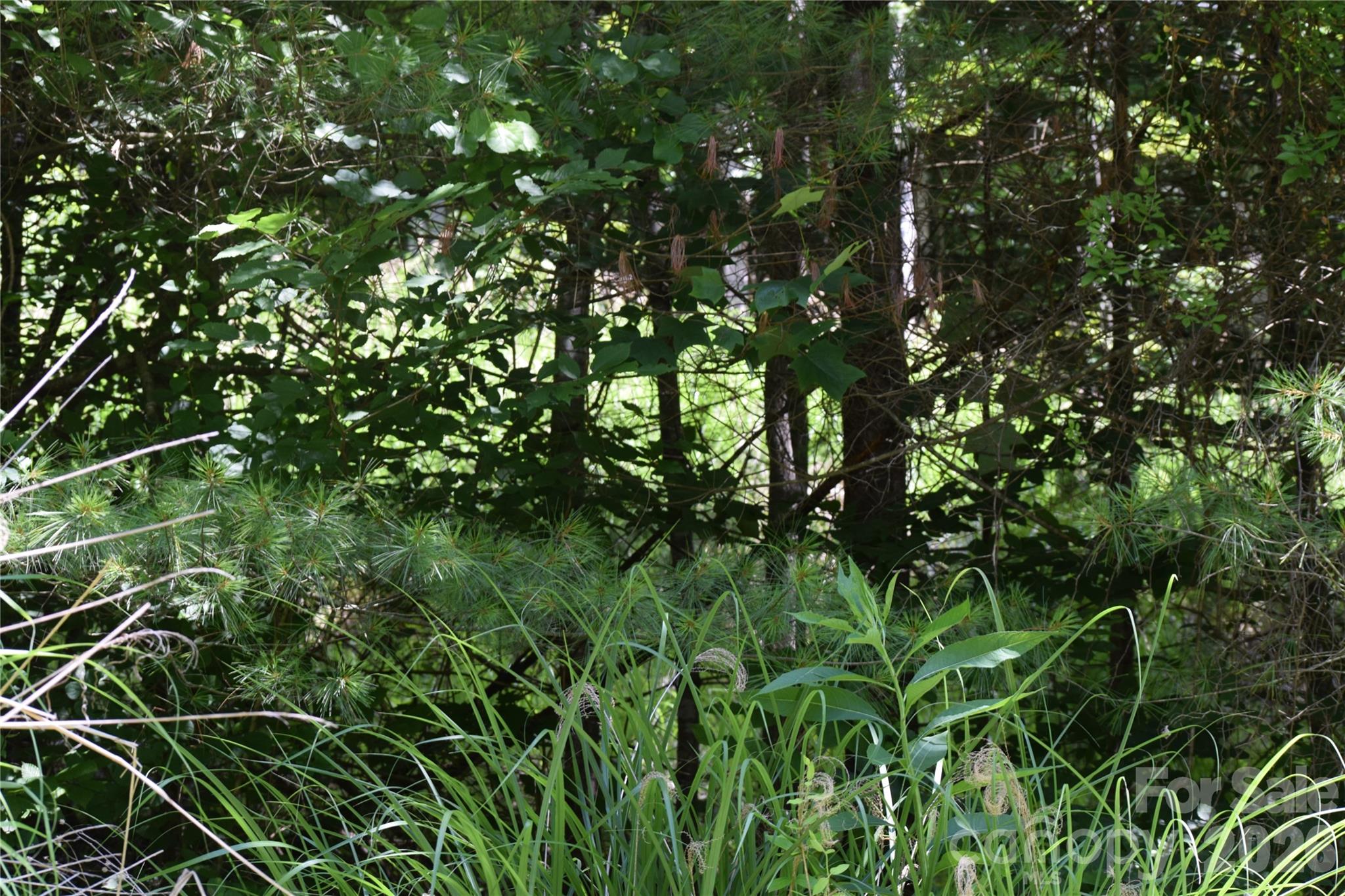 Tbd Wooded Mountain Trail Tract 2 Property Photo 8