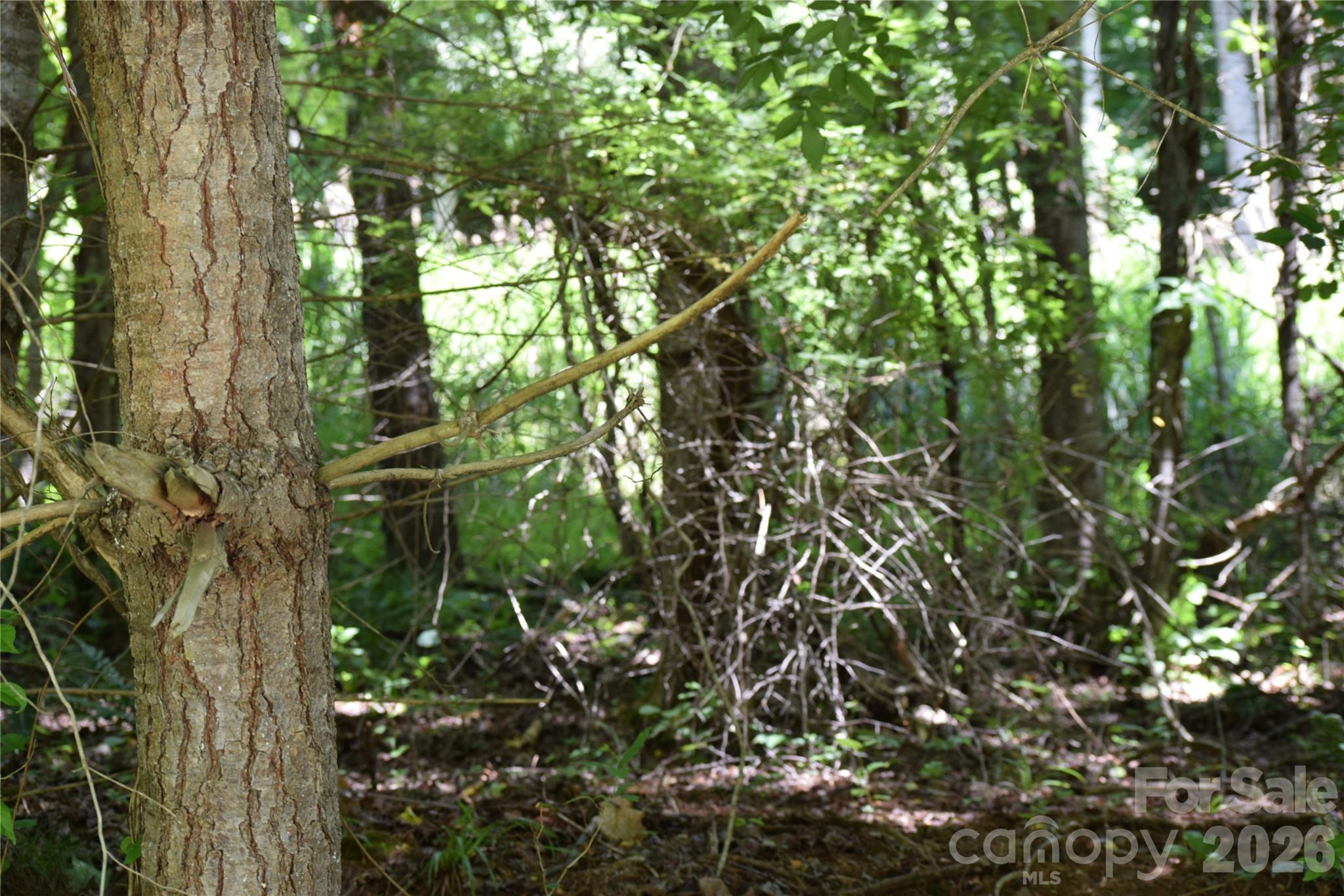 Tbd Wooded Mountain Trail Tract 2 Property Photo 11