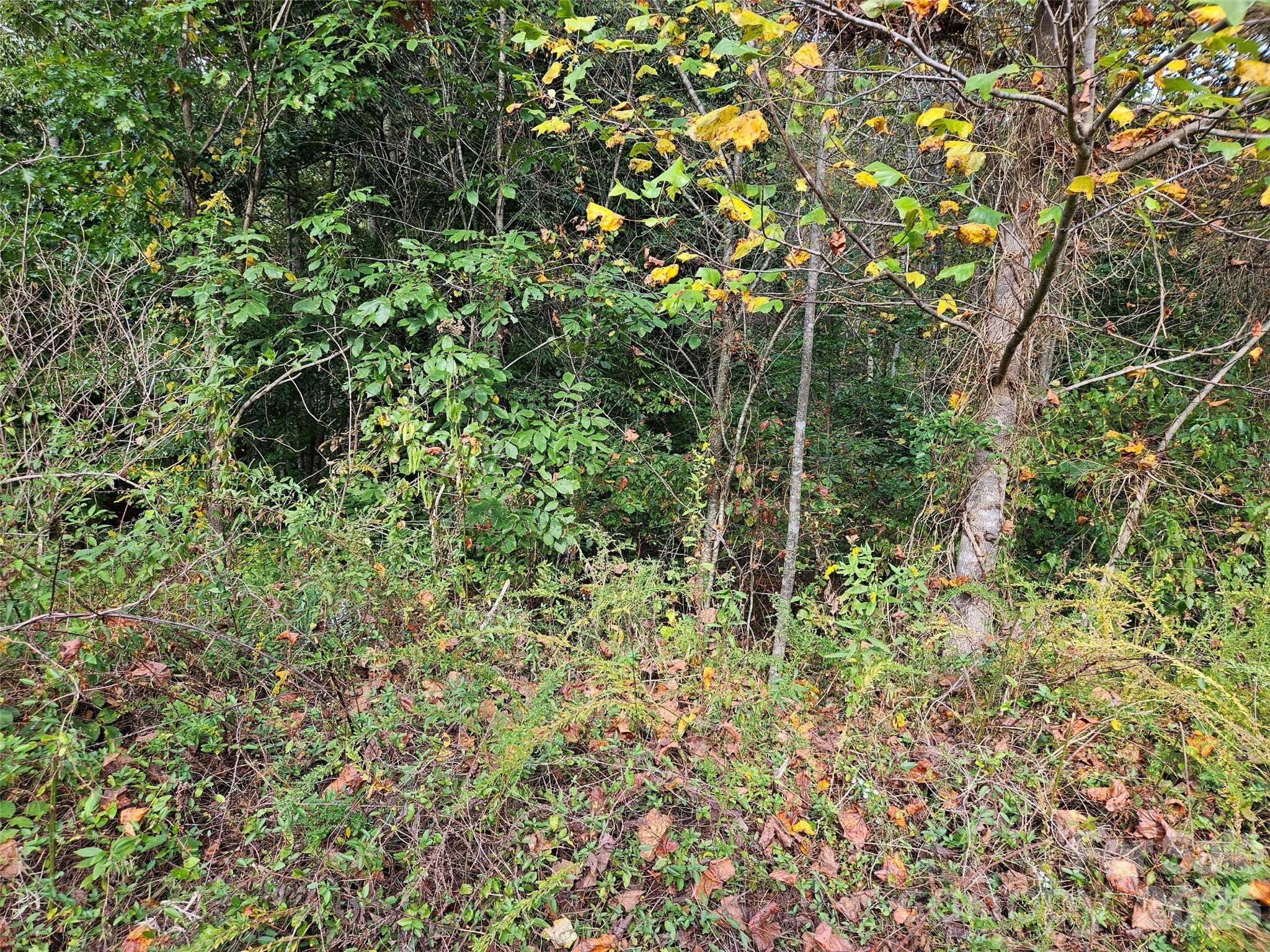 0 Hickory Loop Road Lot 36 Property Photo 4