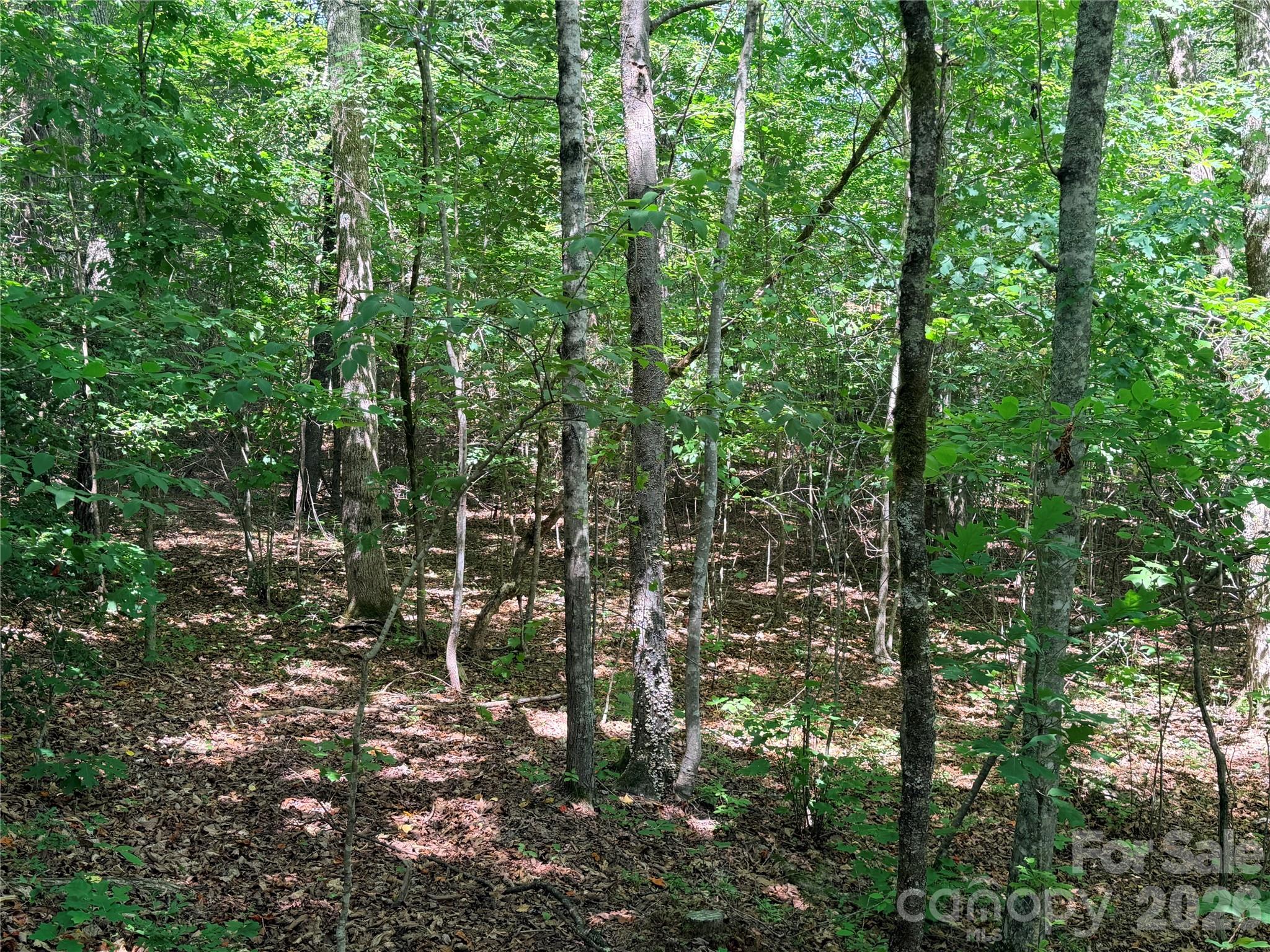 00 Grassy Knob Road 5 Property Photo 5