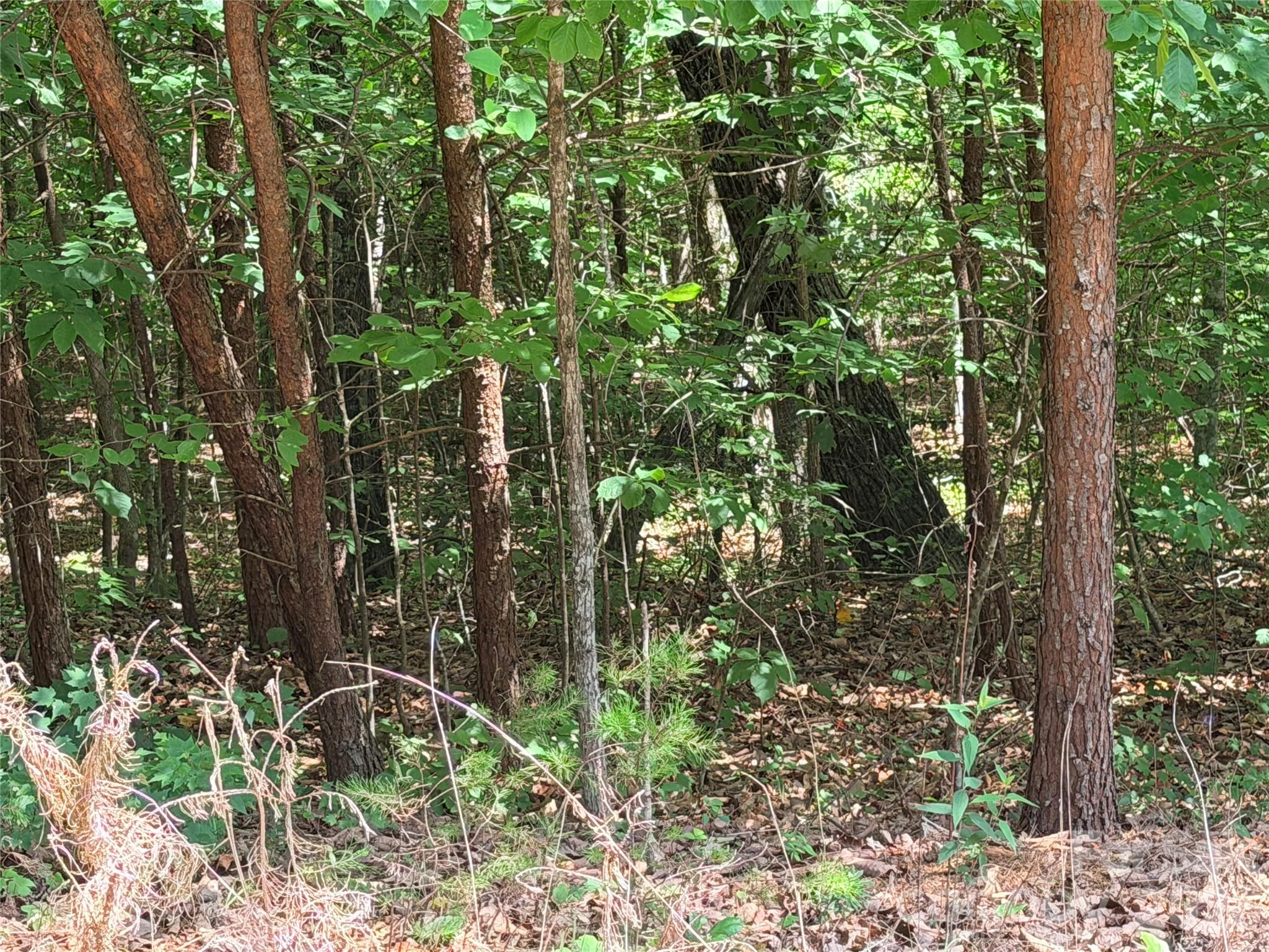 00 Grassy Knob Road 5 Property Photo 8