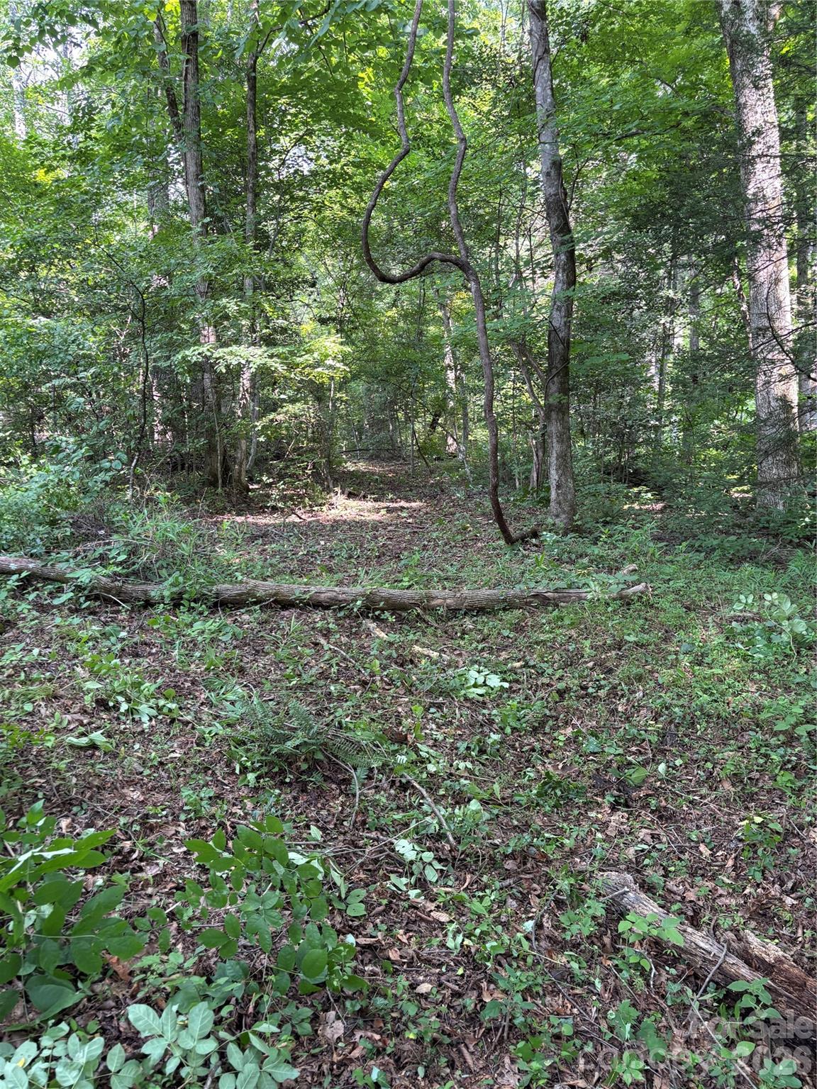 4415 Hwy 221 Highway Property Photo 19