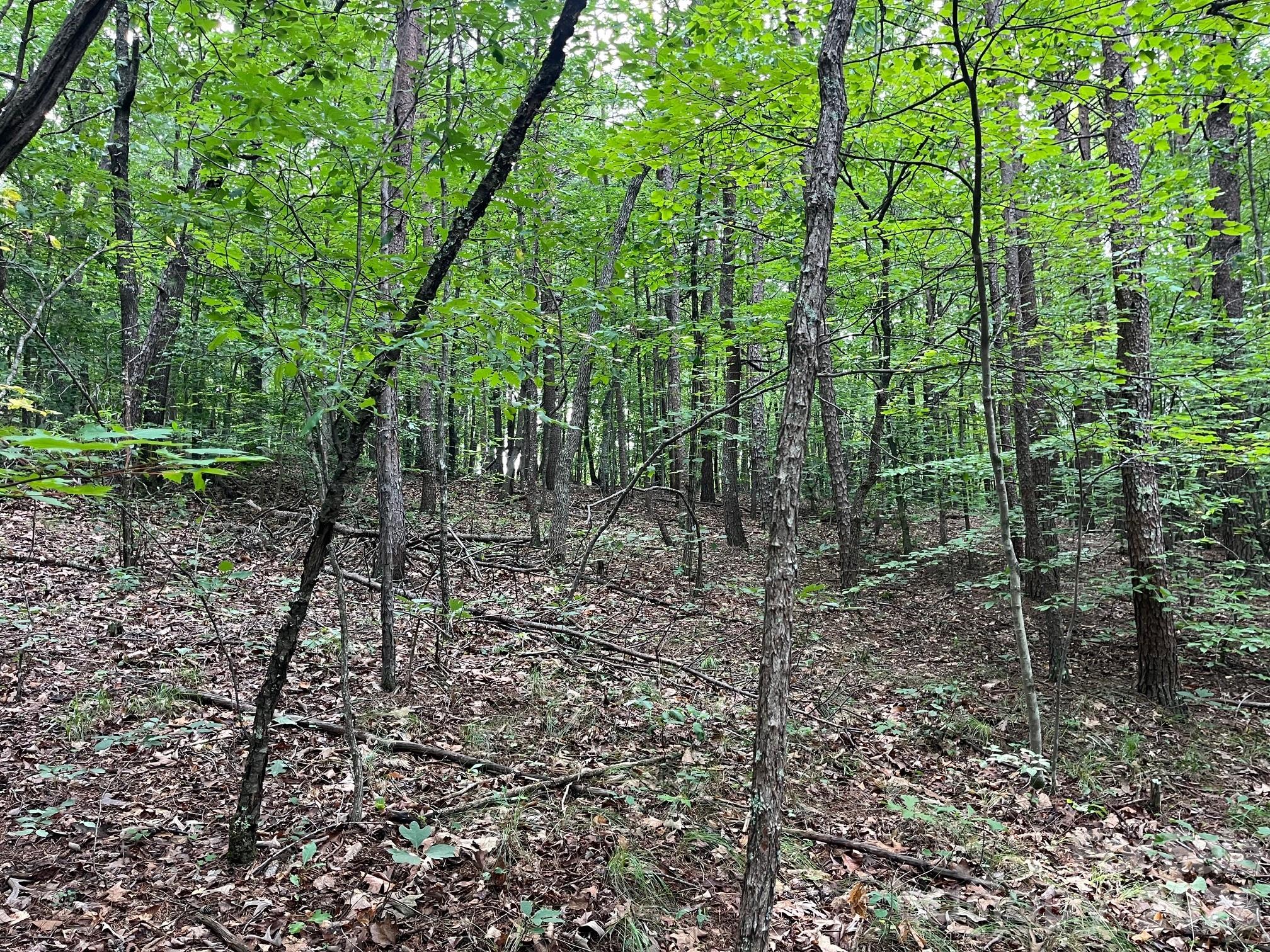 V/l Moore Branch Drive Property Photo 8